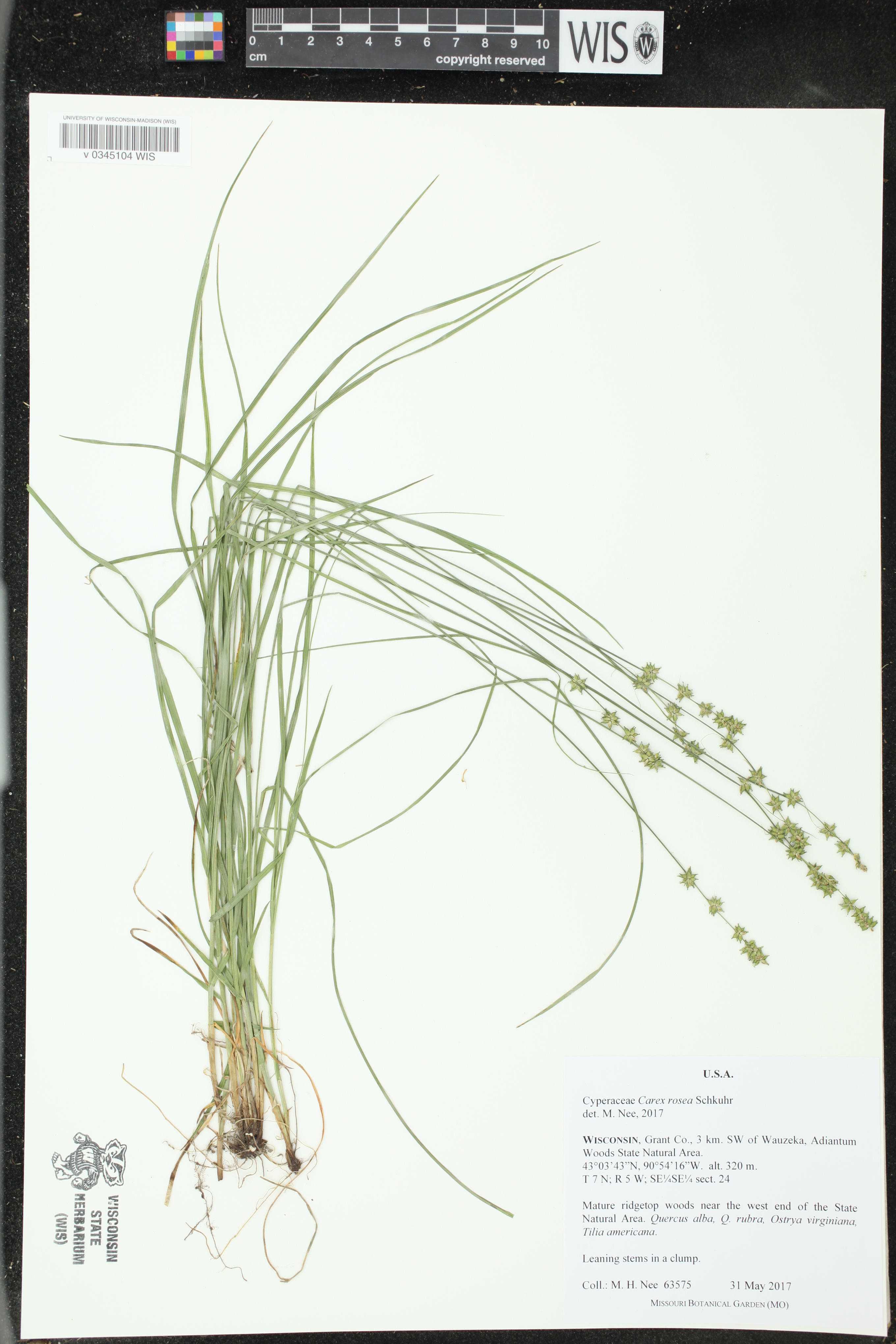 Carex rosea image