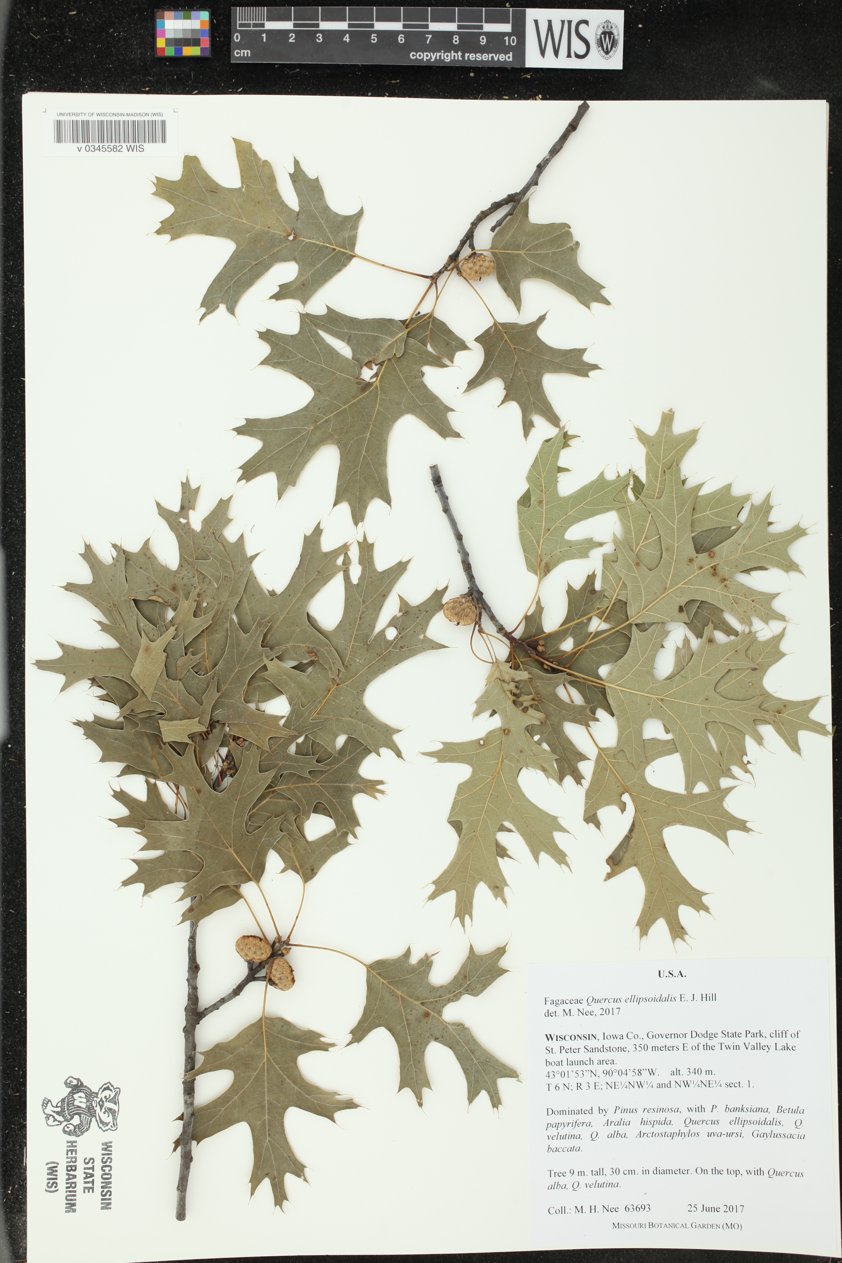 Quercus ellipsoidalis image