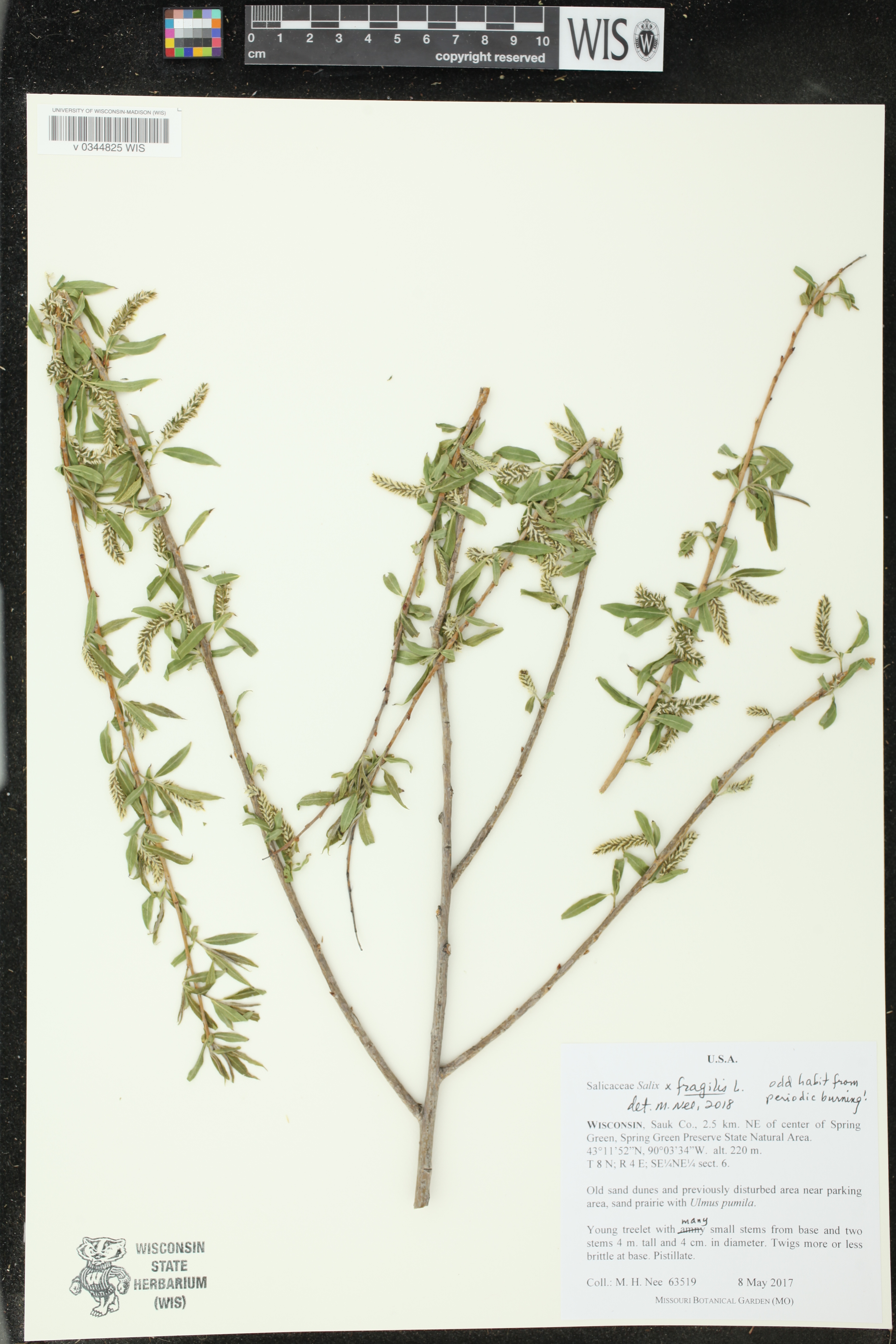 Salix x fragilis image