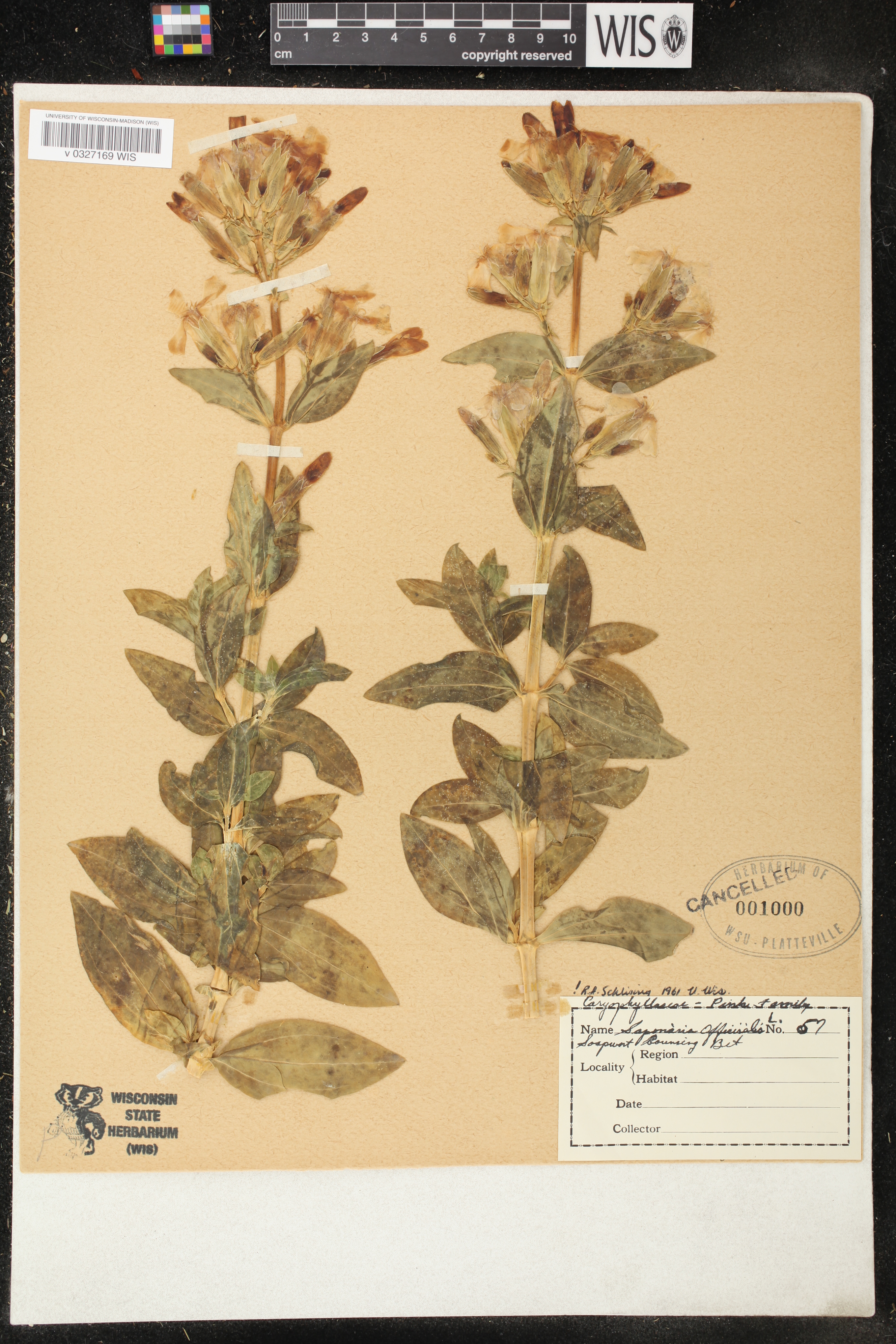 Saponaria officinalis image