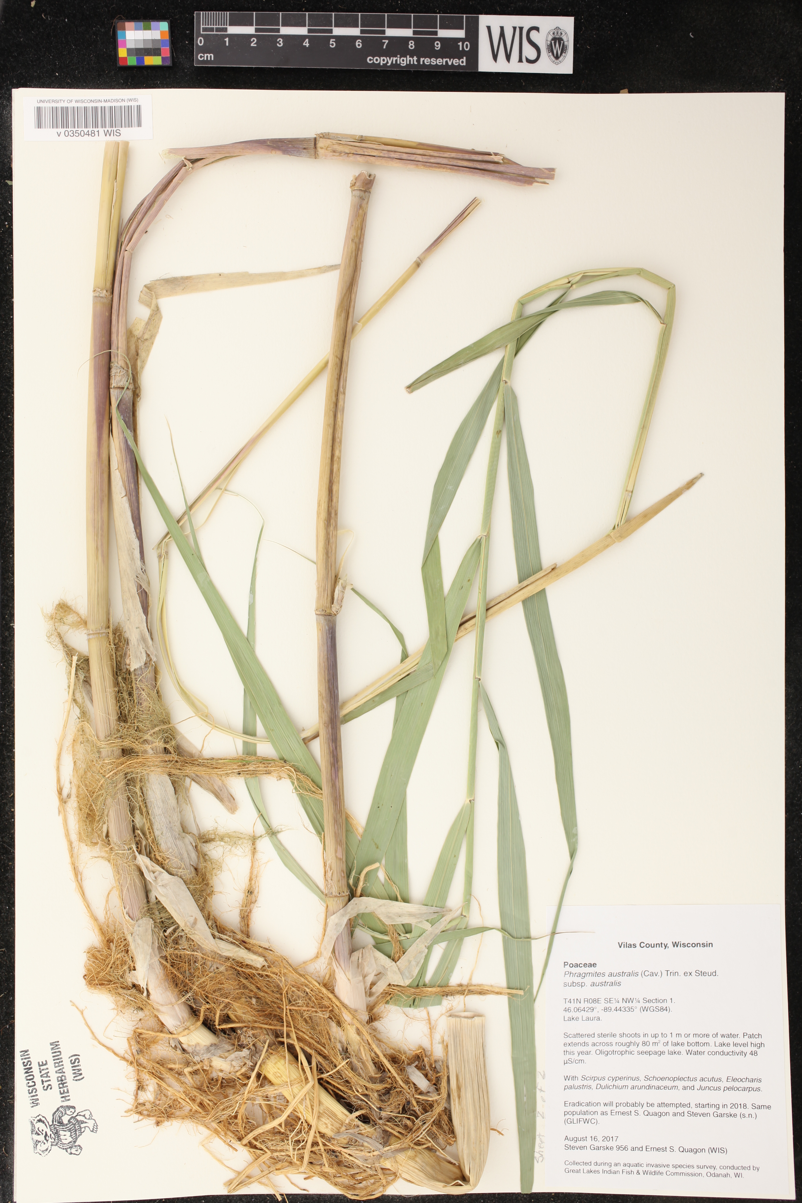 Phragmites australis image