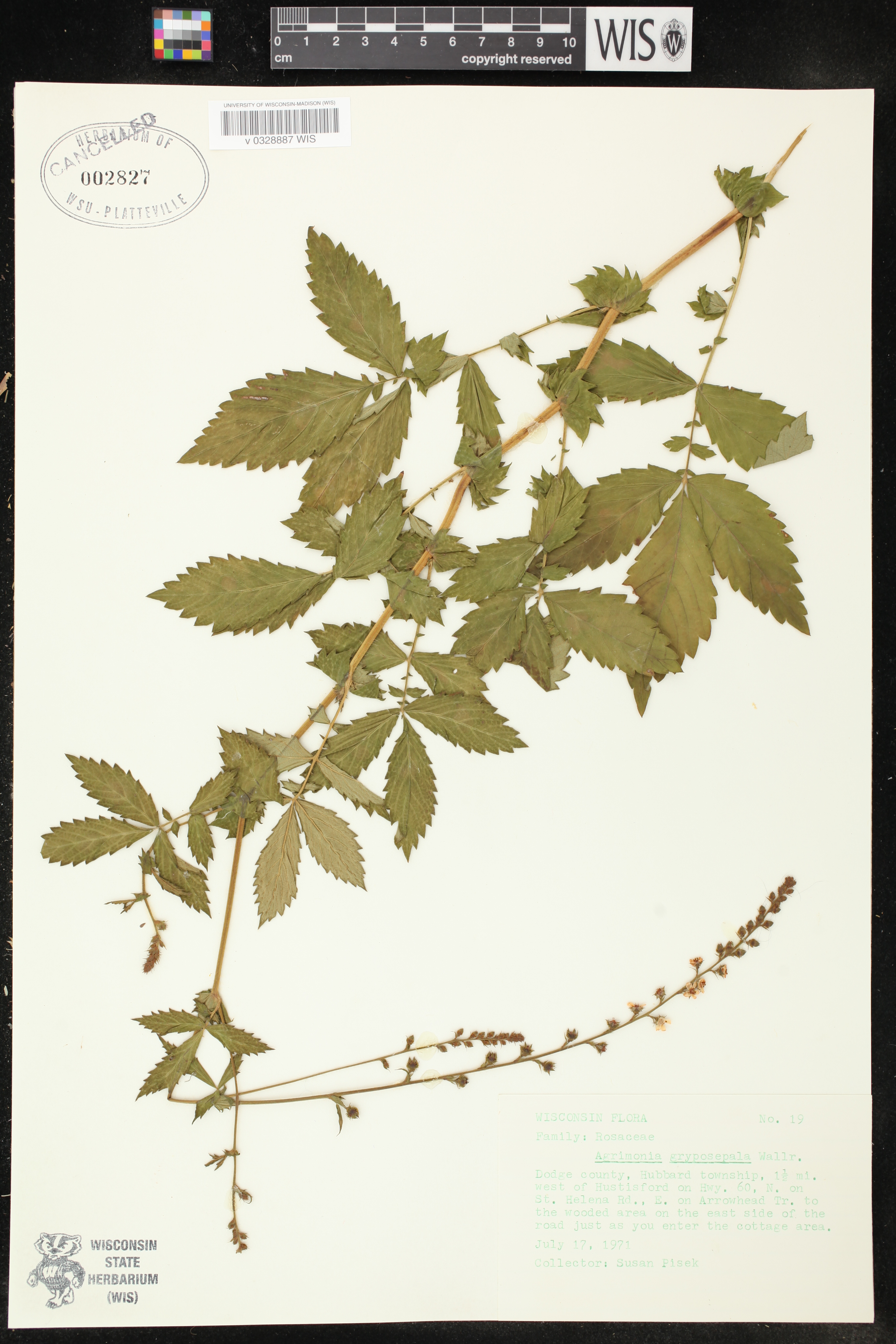 Agrimonia gryposepala image