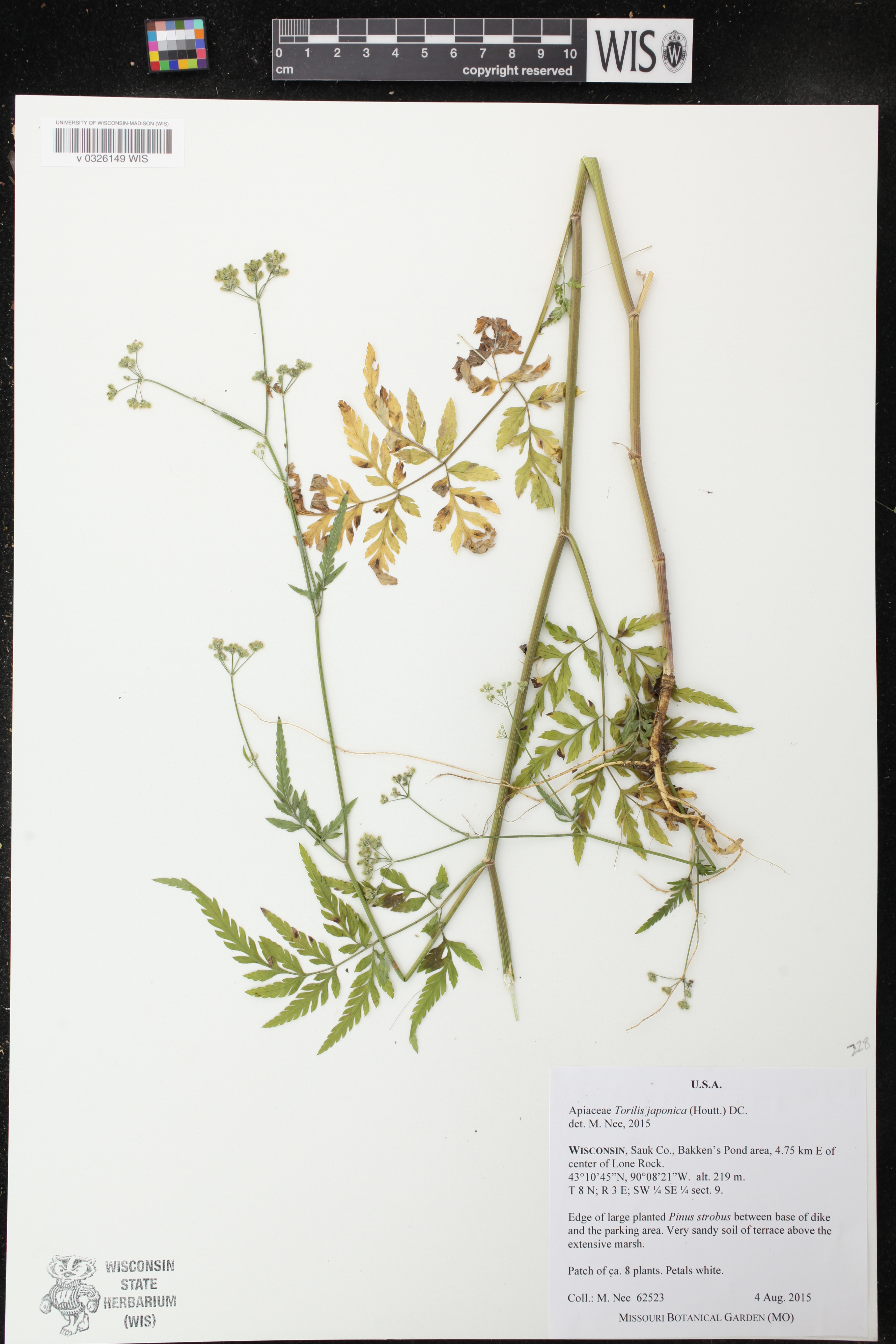 Torilis japonica image