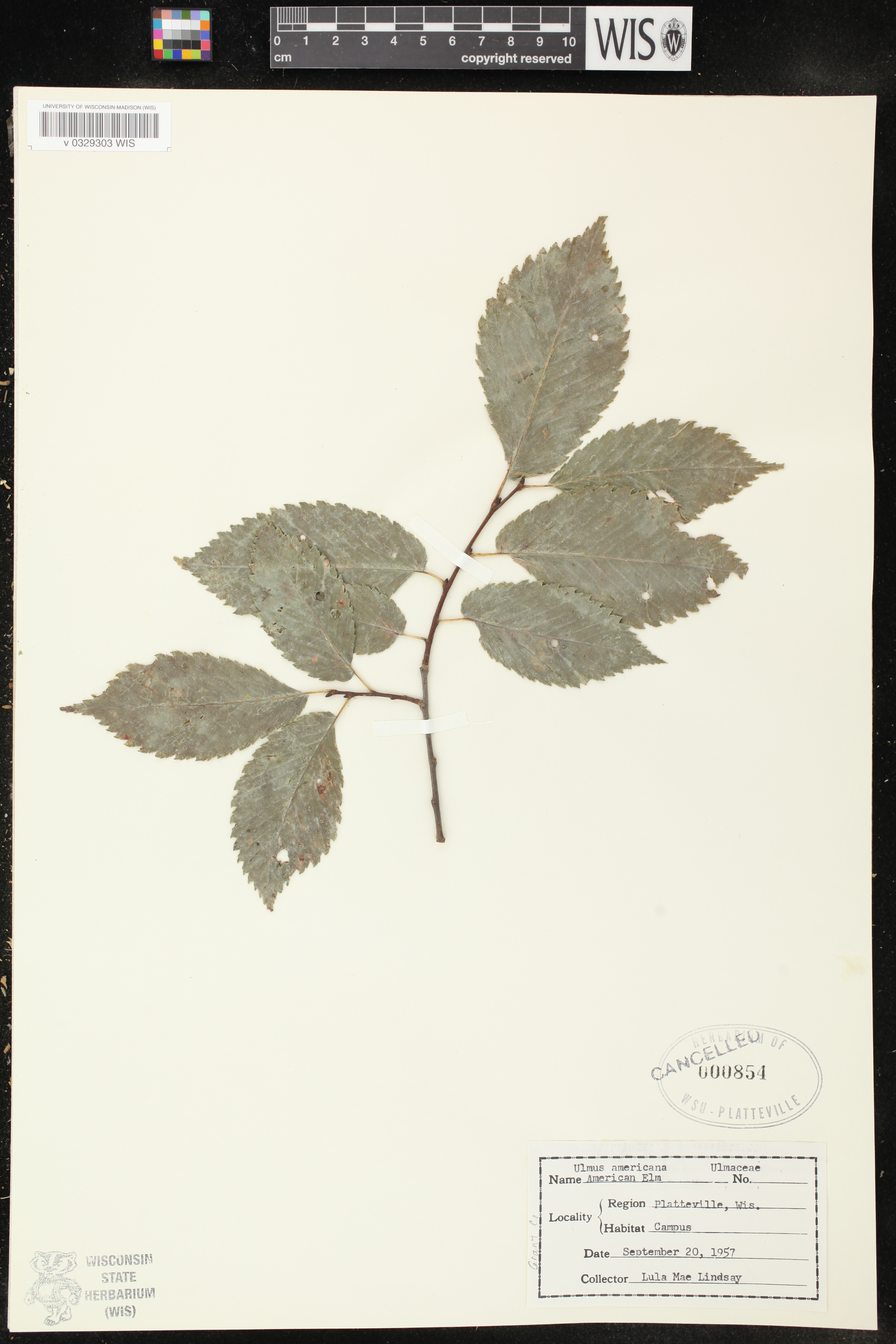 Ulmus americana image