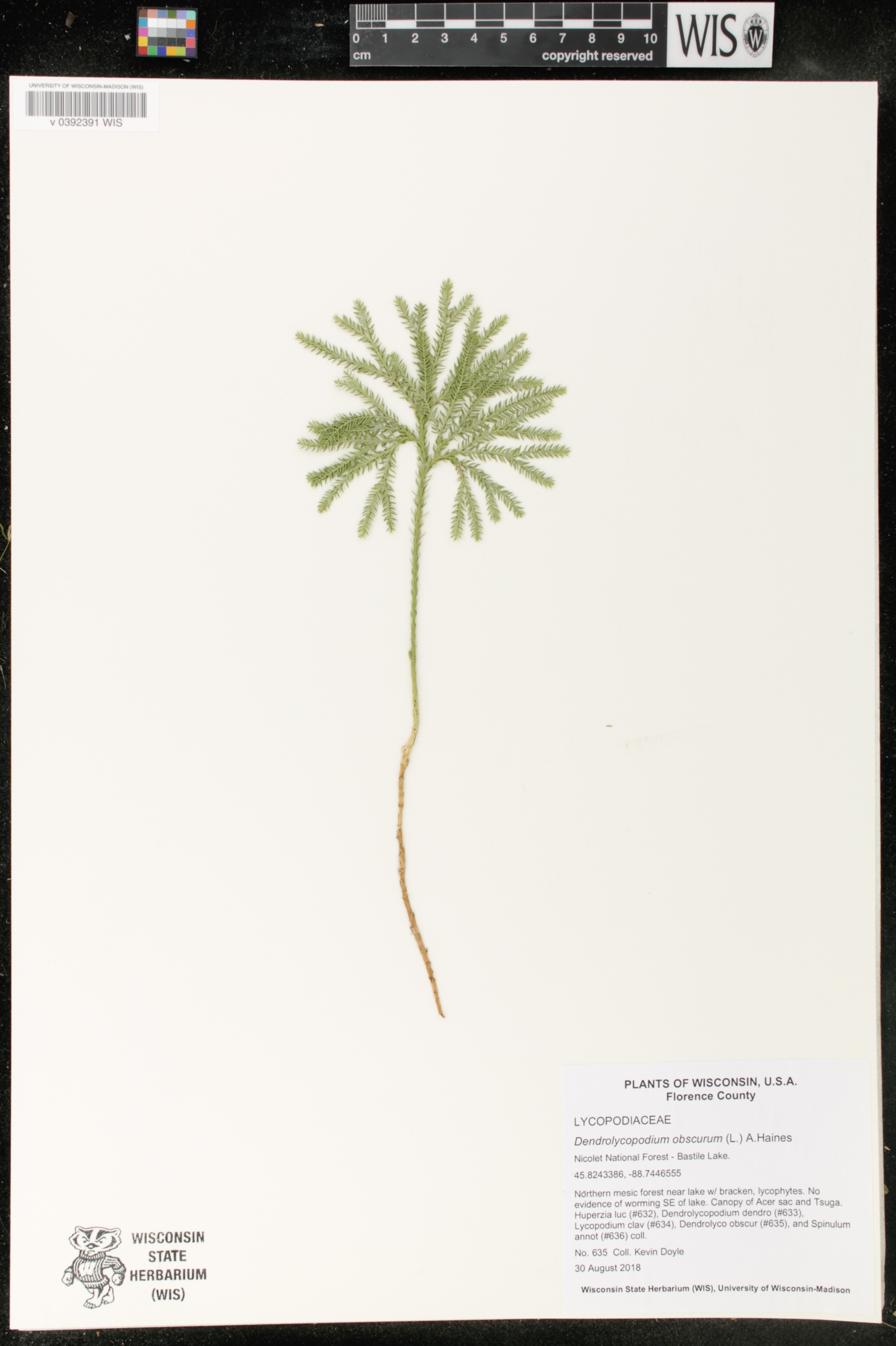 Dendrolycopodium obscurum image