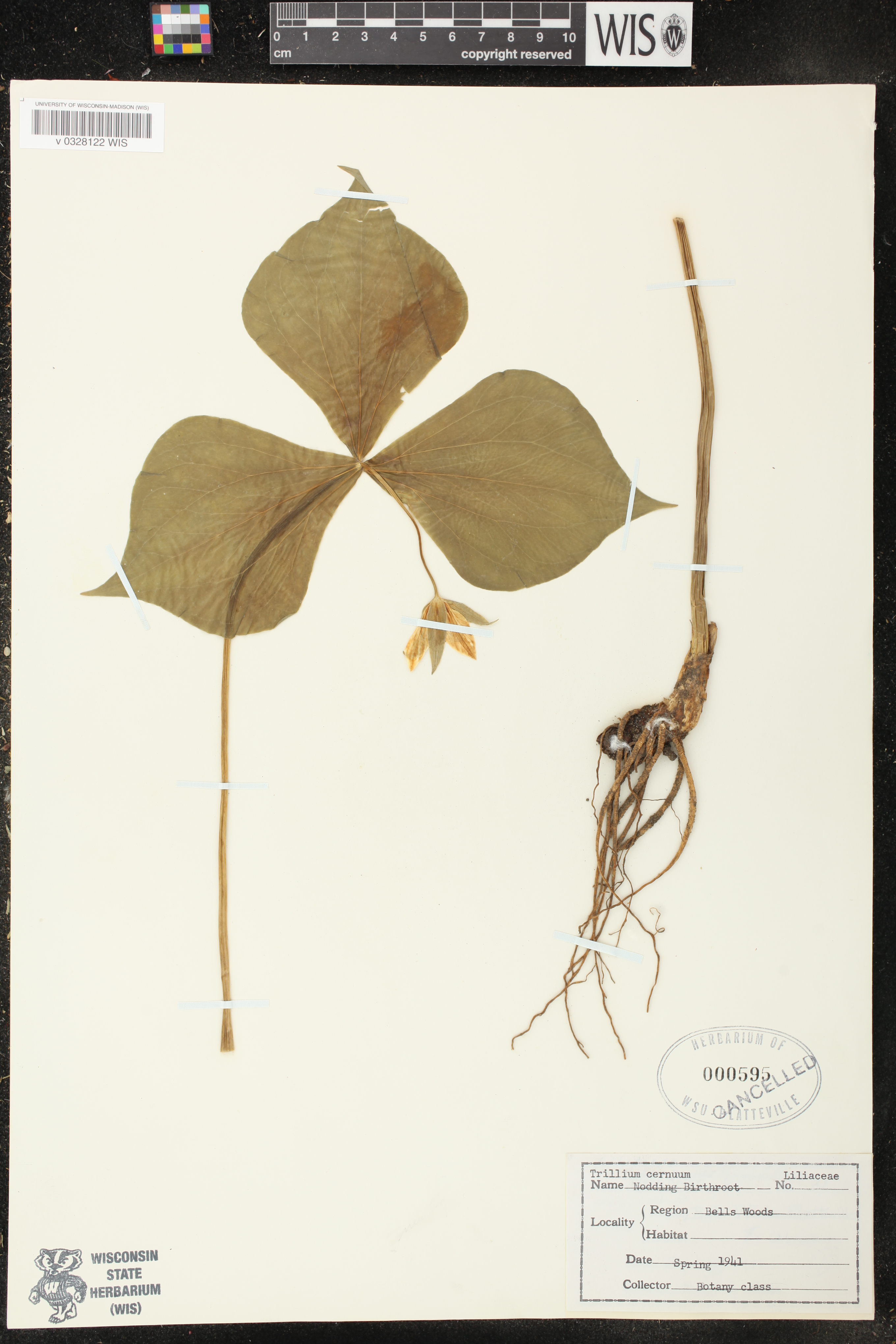 Trillium cernuum image