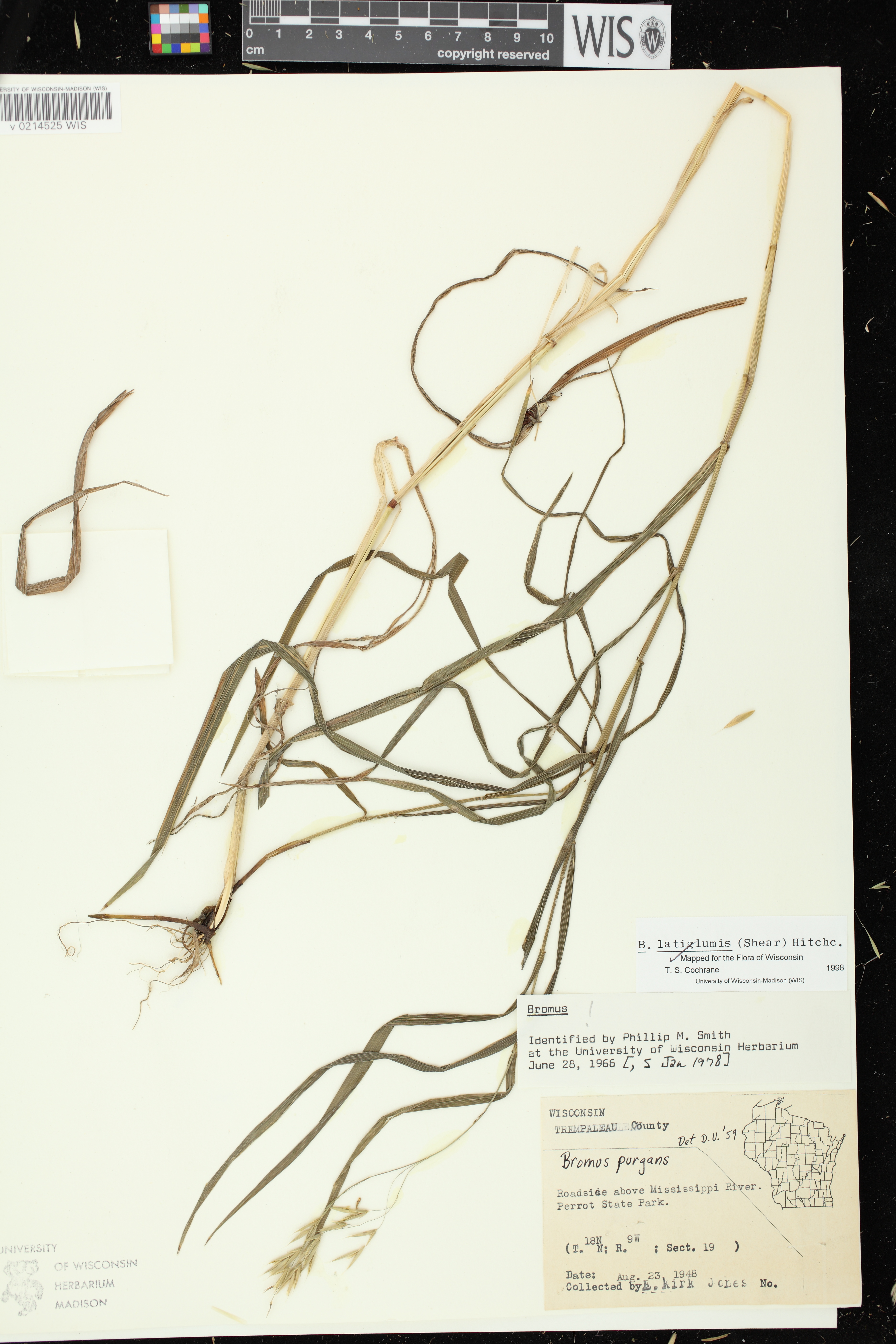 Bromus latiglumis image