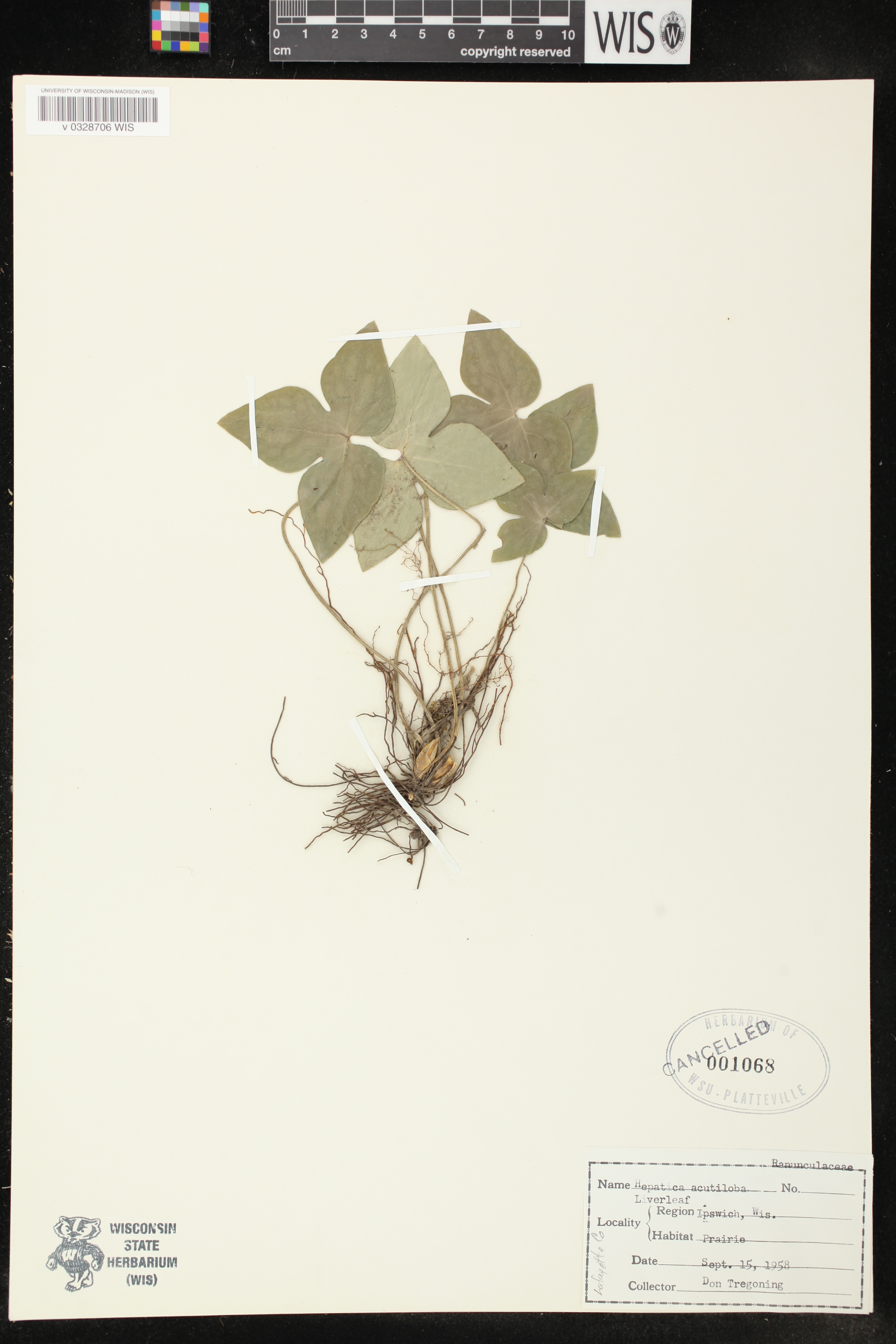 Anemone acutiloba image