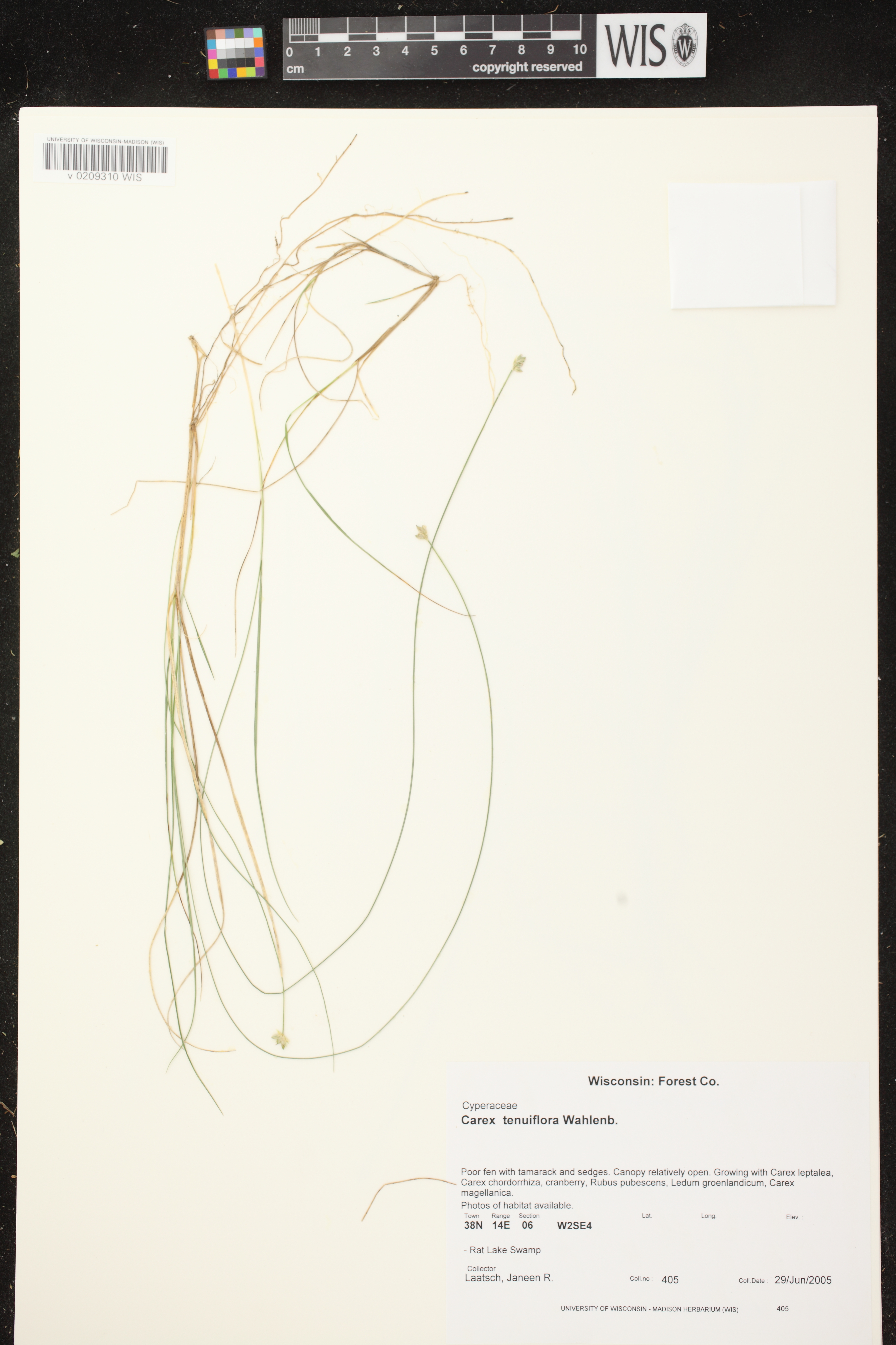 Carex tenuiflora image