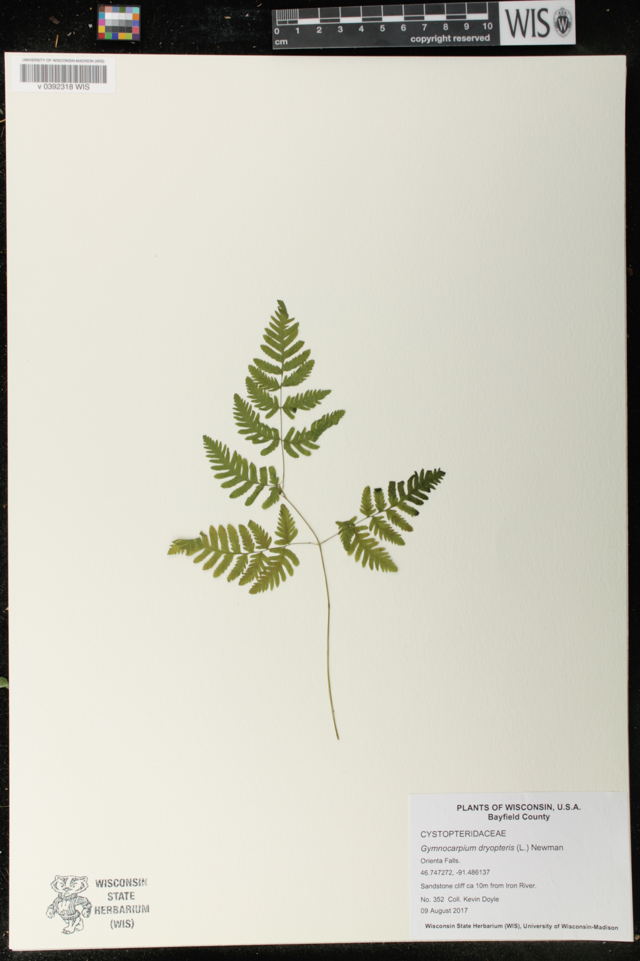 Gymnocarpium dryopteris image