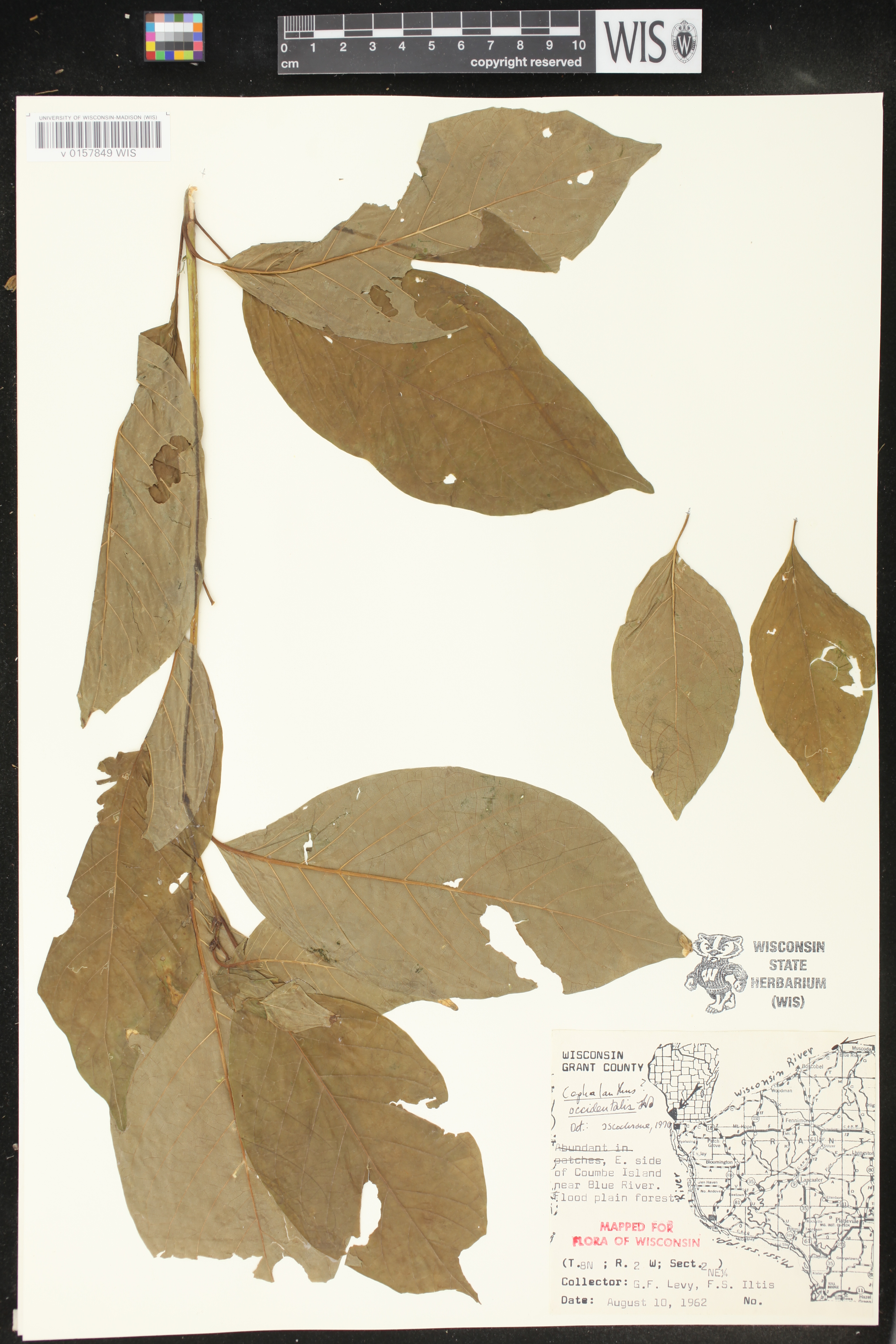 Cephalanthus occidentalis image