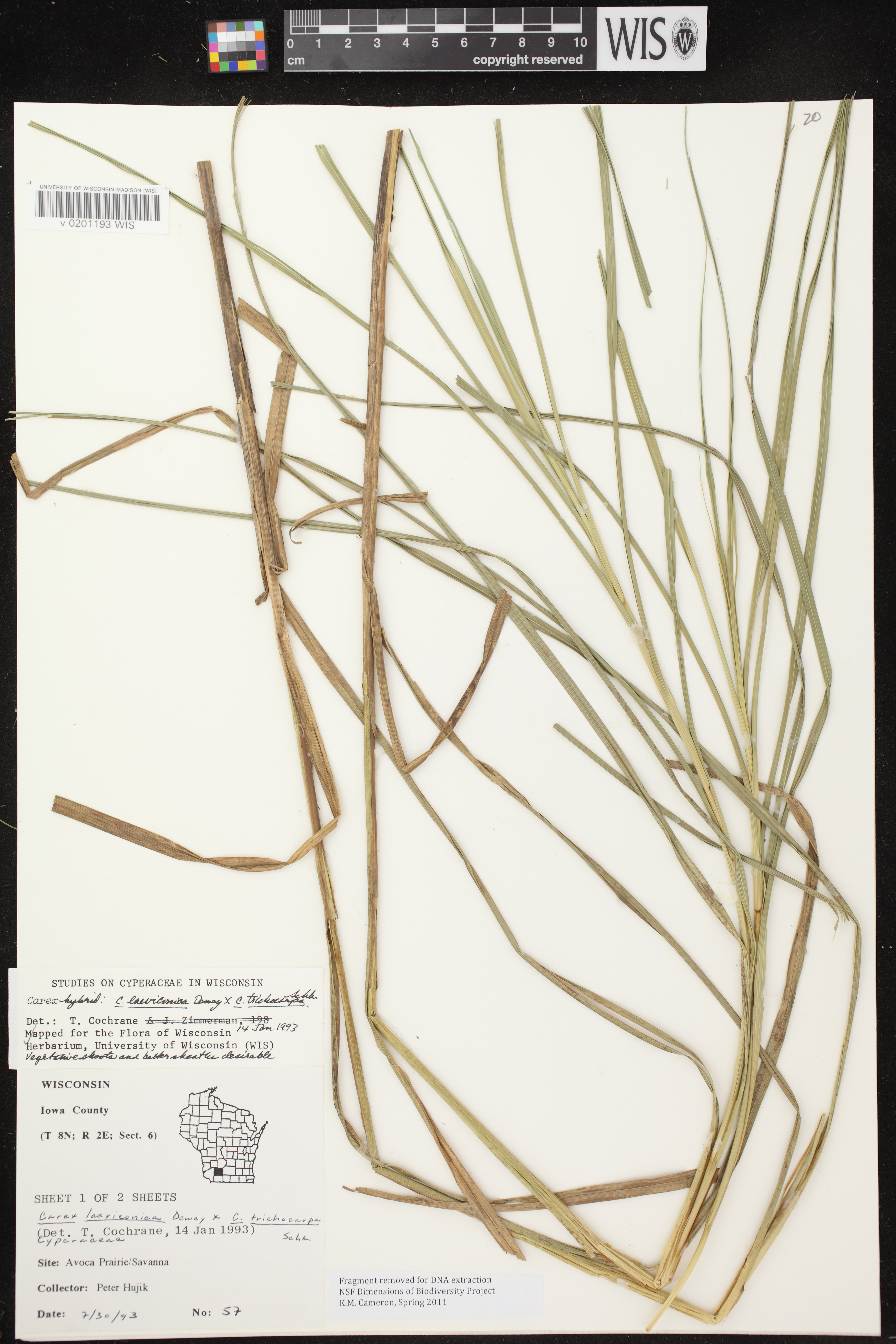 Image of Carex laeviconica x c. trichocarpa