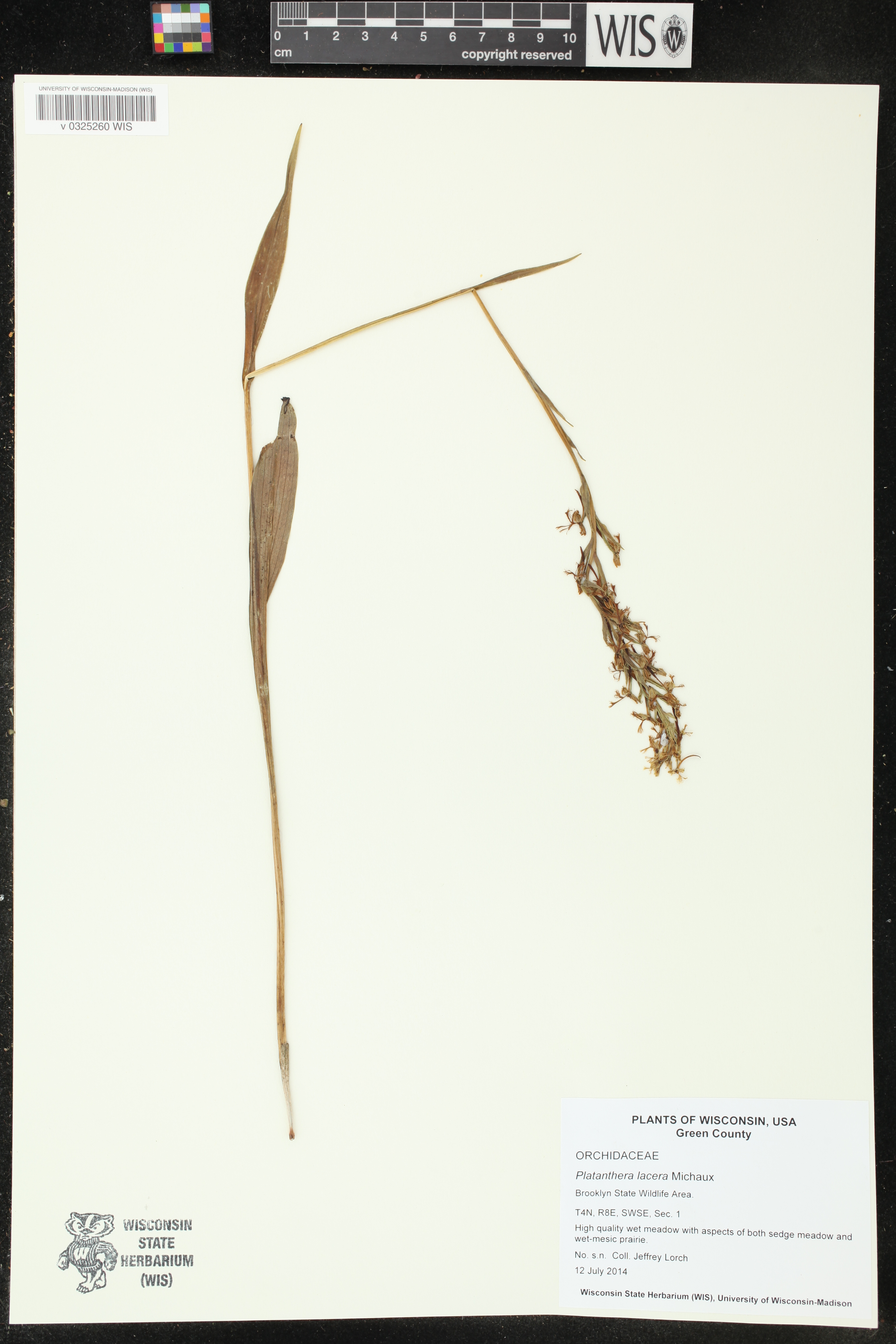 Platanthera lacera image