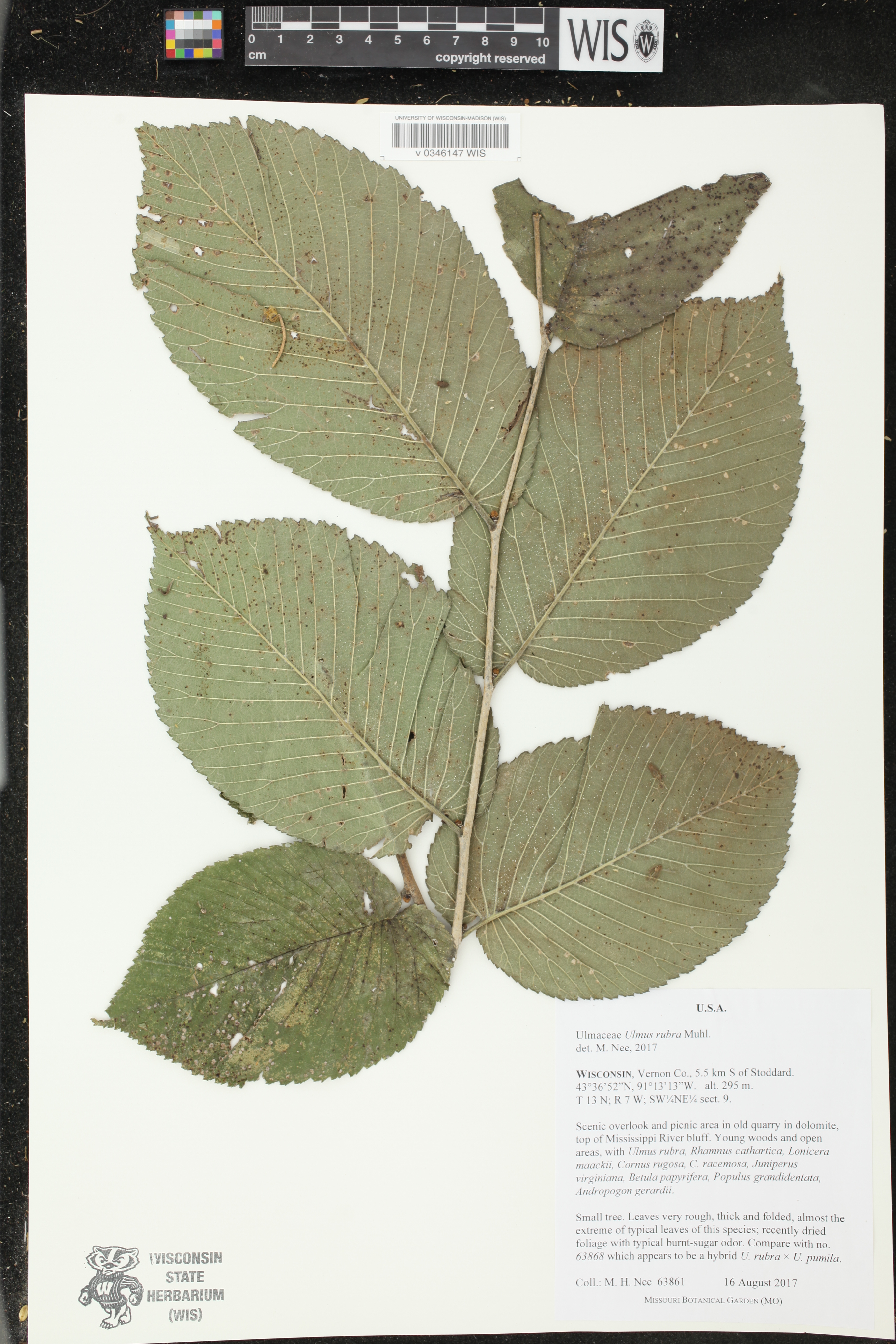 Ulmus rubra image