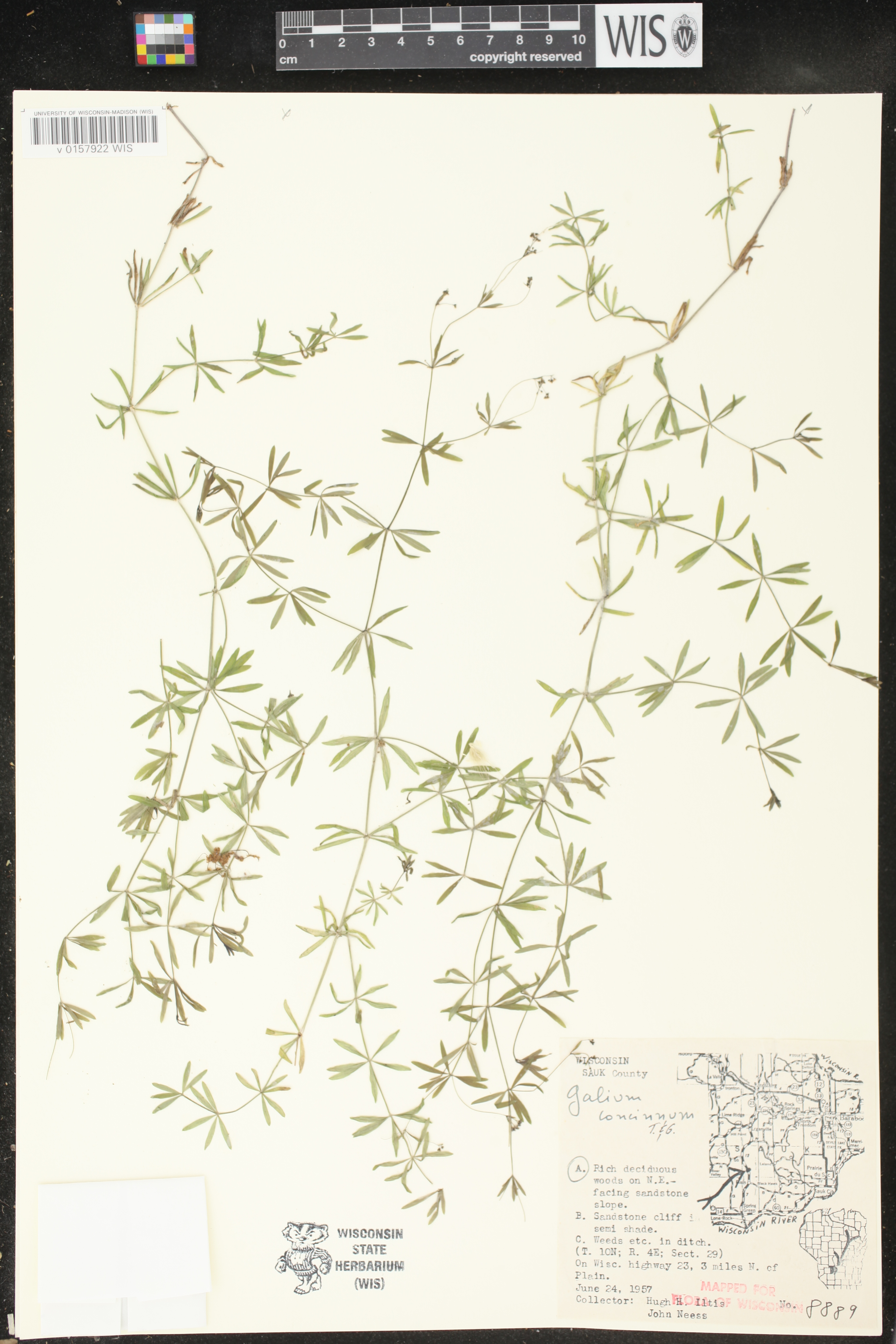Galium concinnum image