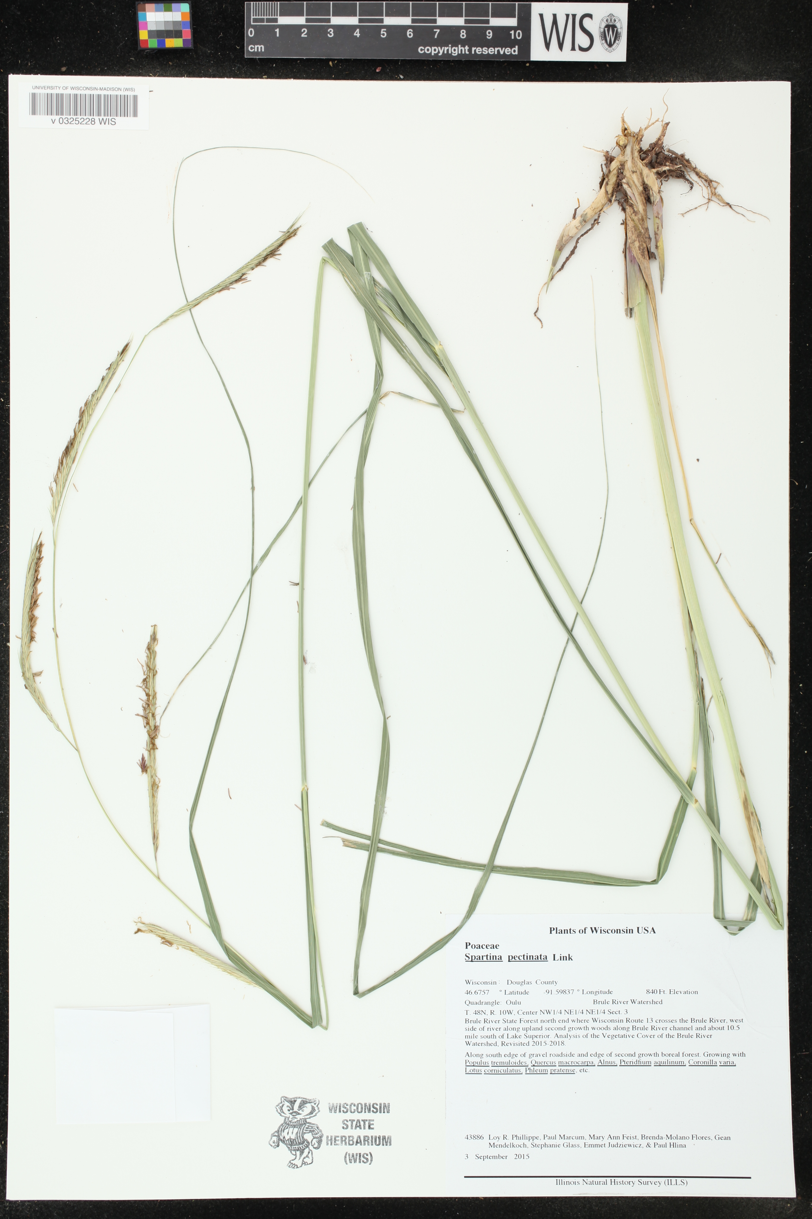 Spartina pectinata image
