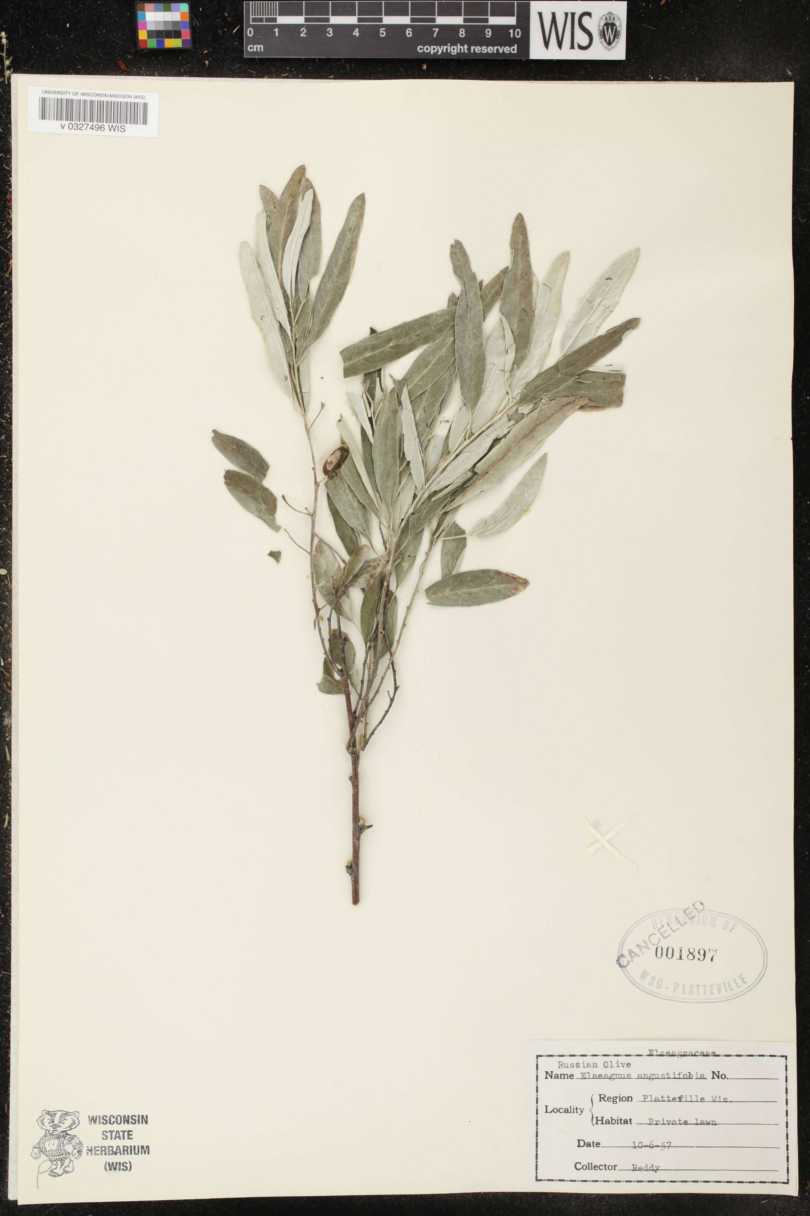 Elaeagnus angustifolia image