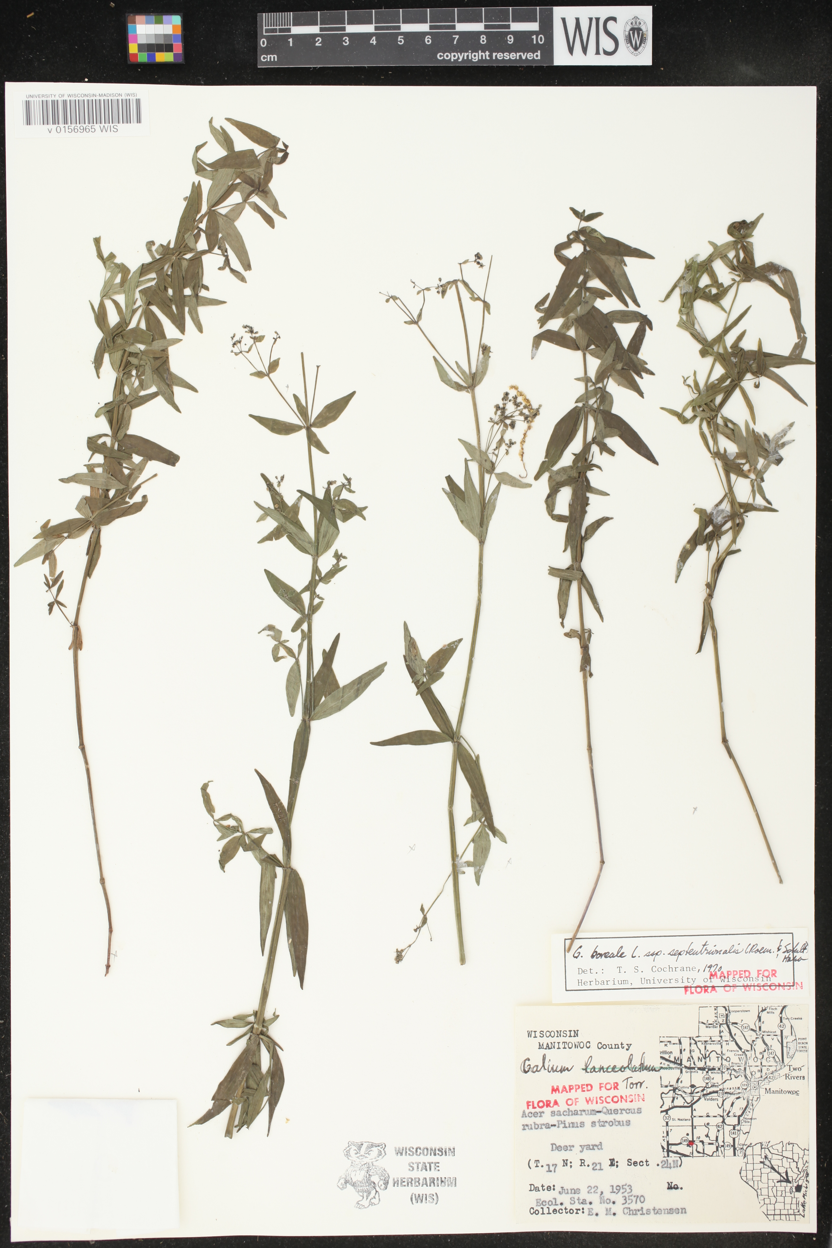 Galium boreale image