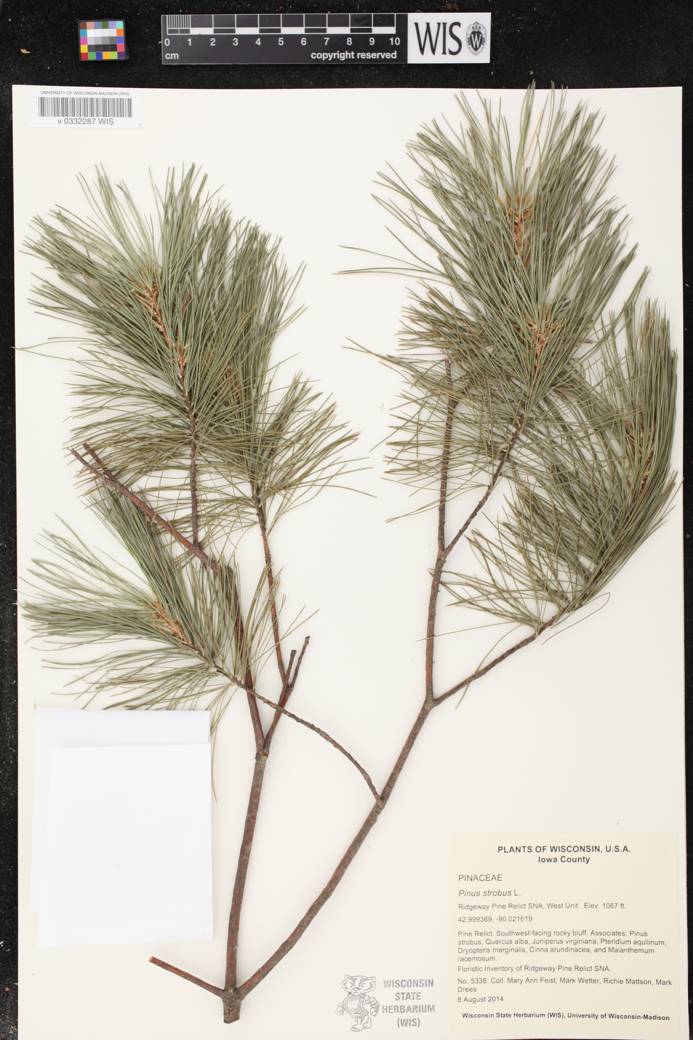 Pinus strobus image