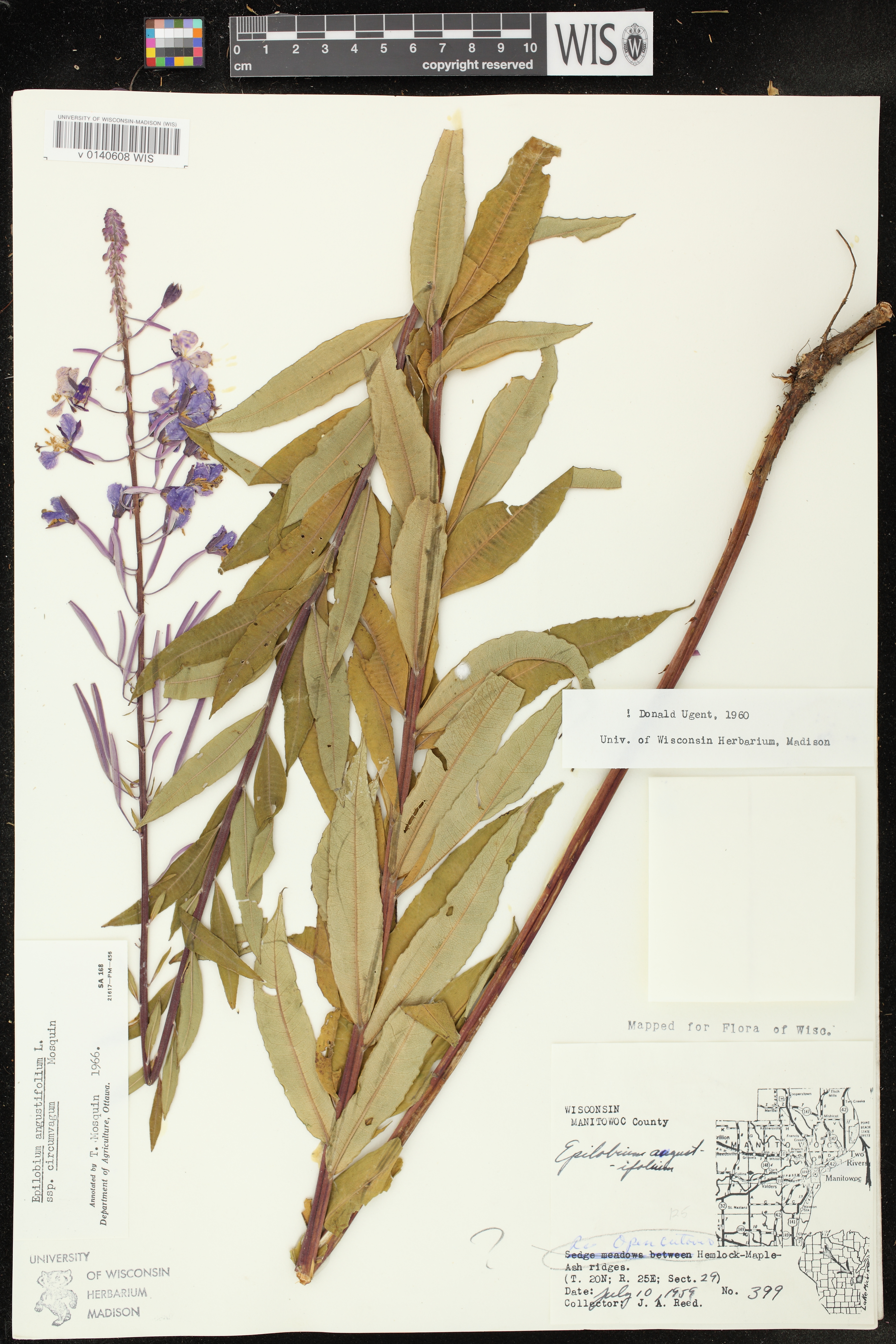 Chamerion angustifolium subsp. circumvagum image
