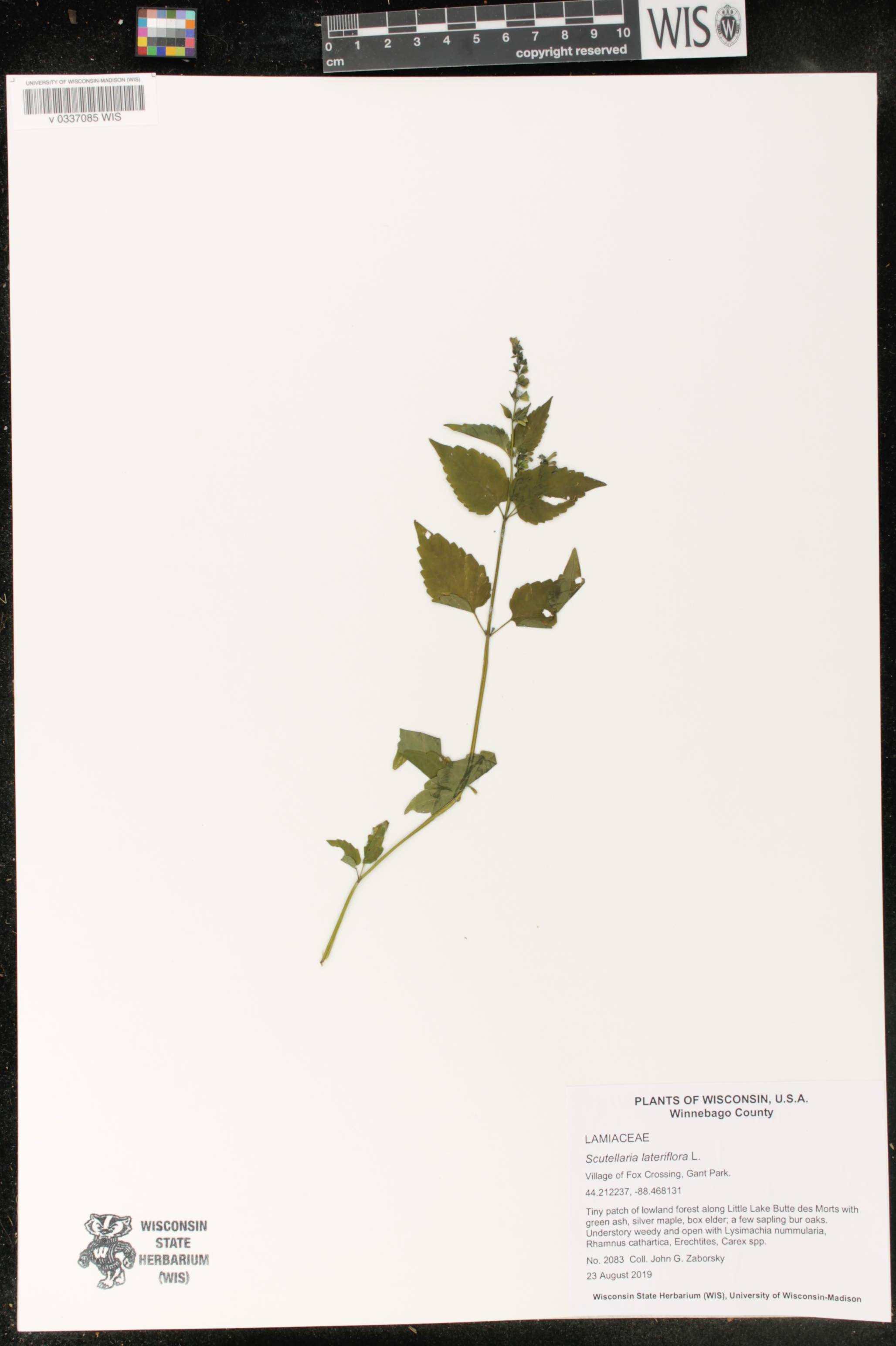 Scutellaria lateriflora image