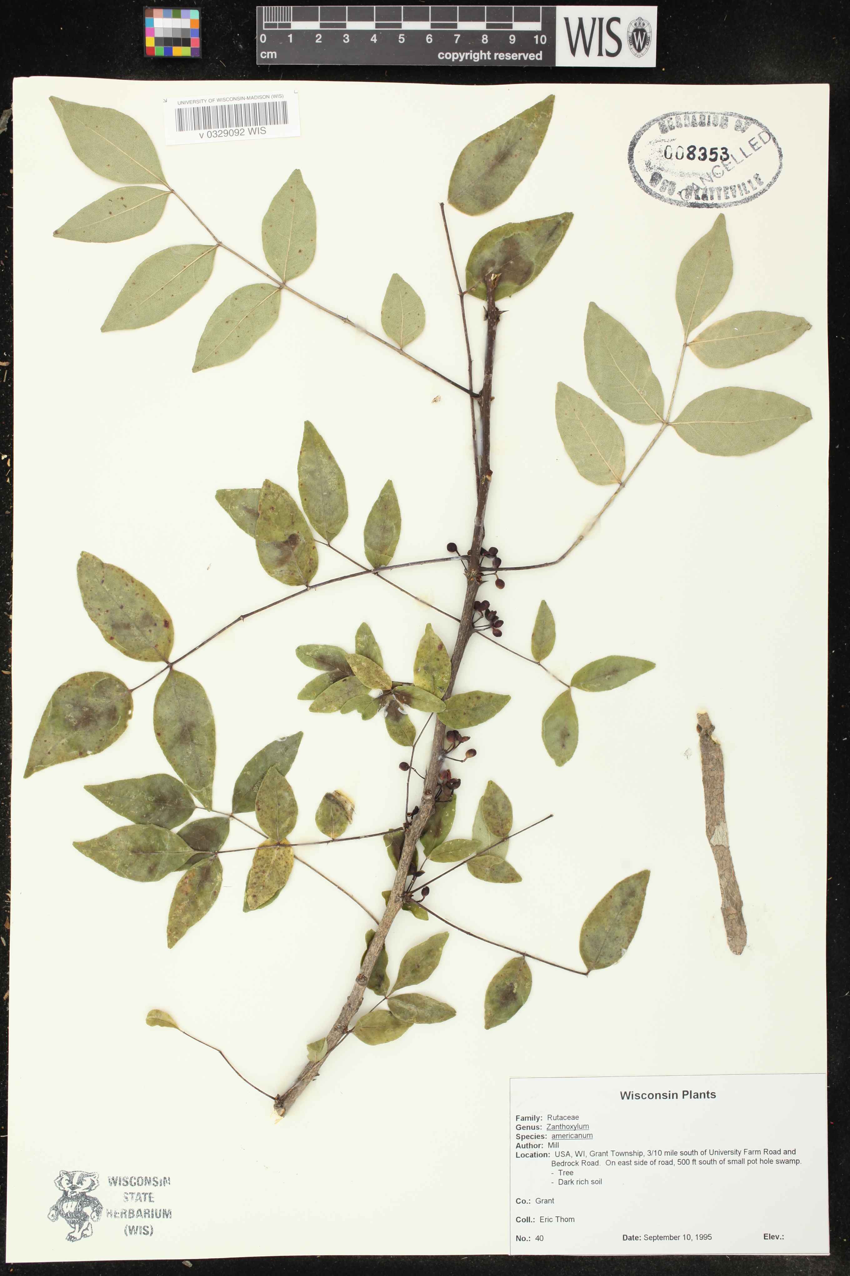 Zanthoxylum americanum image
