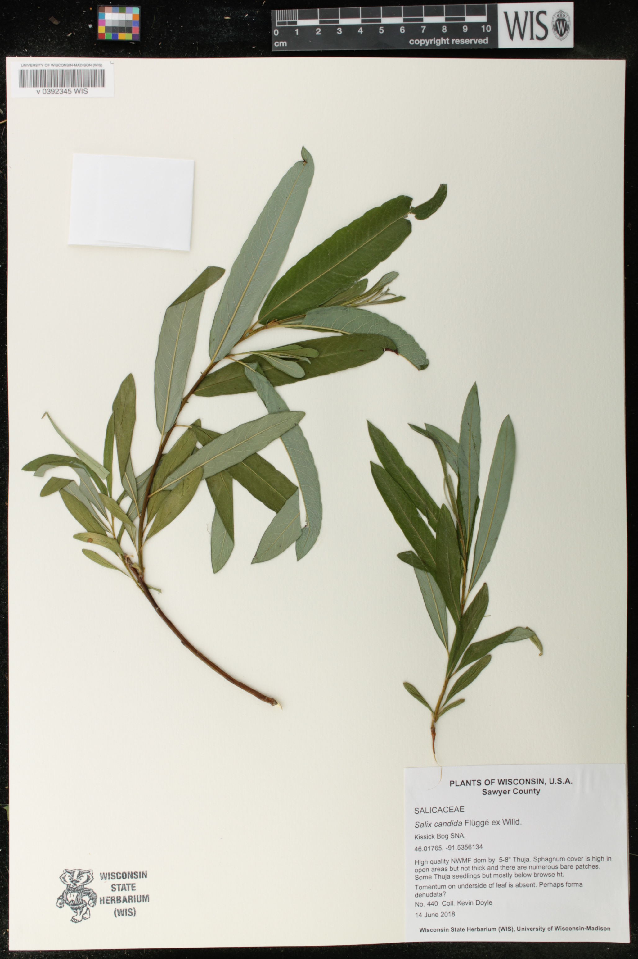 Salix candida image