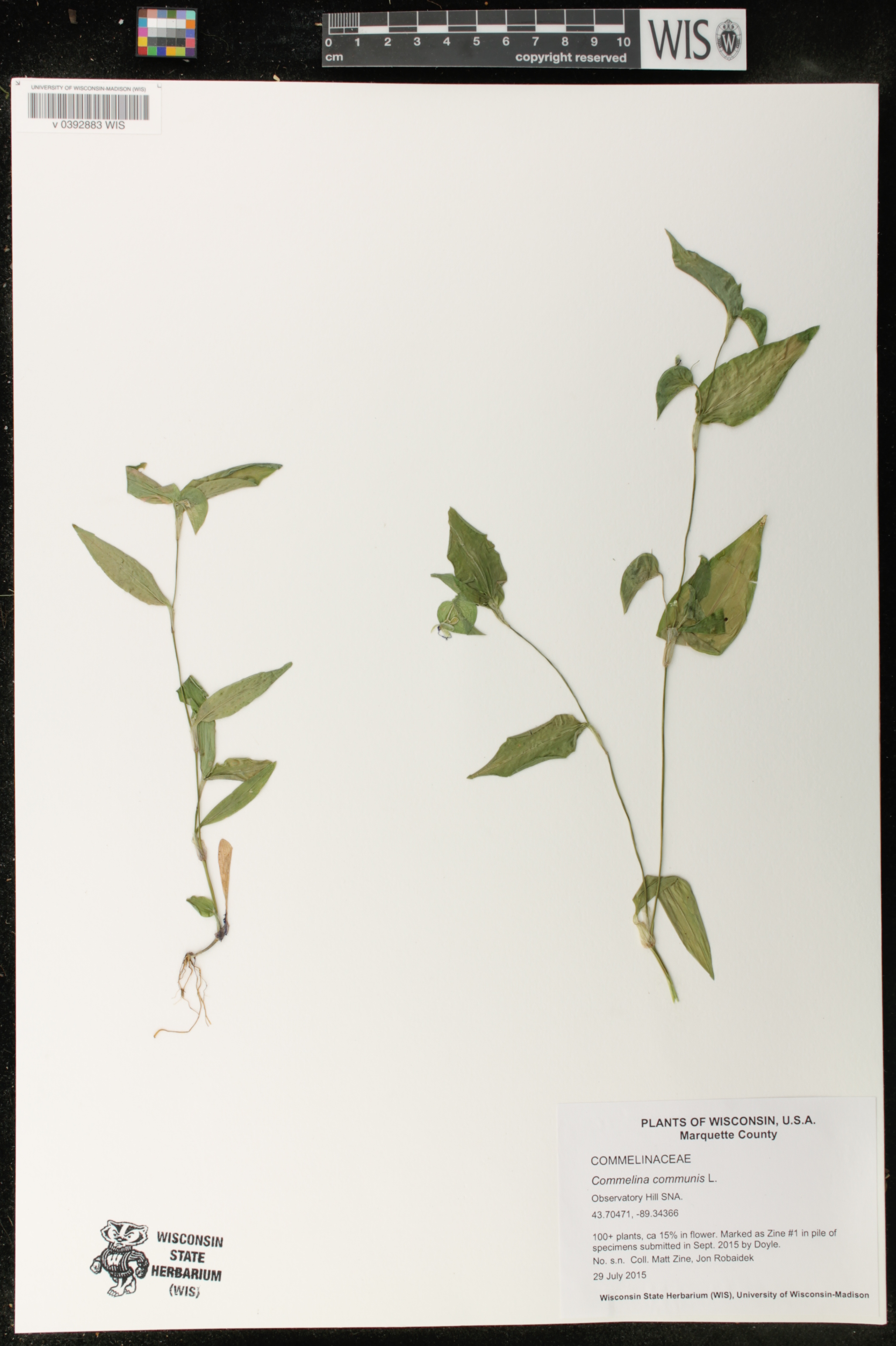 Commelina communis image