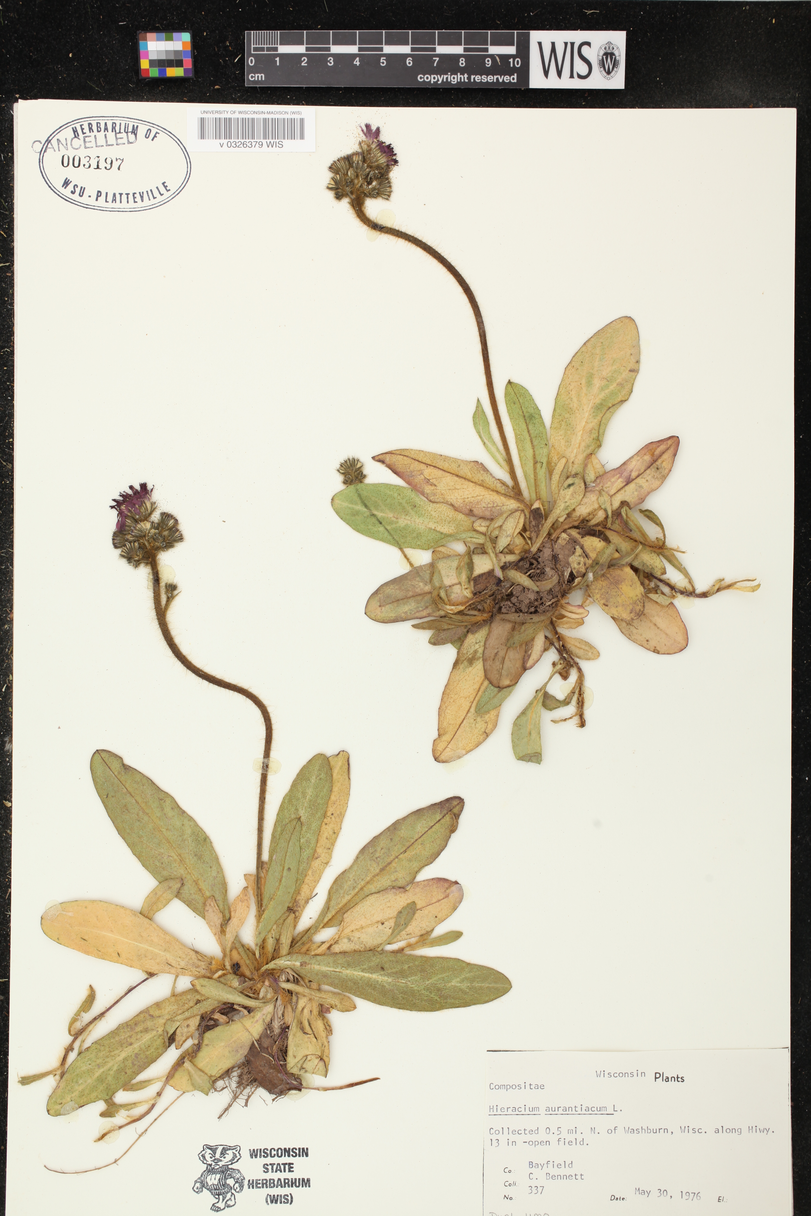 Hieracium aurantiacum image