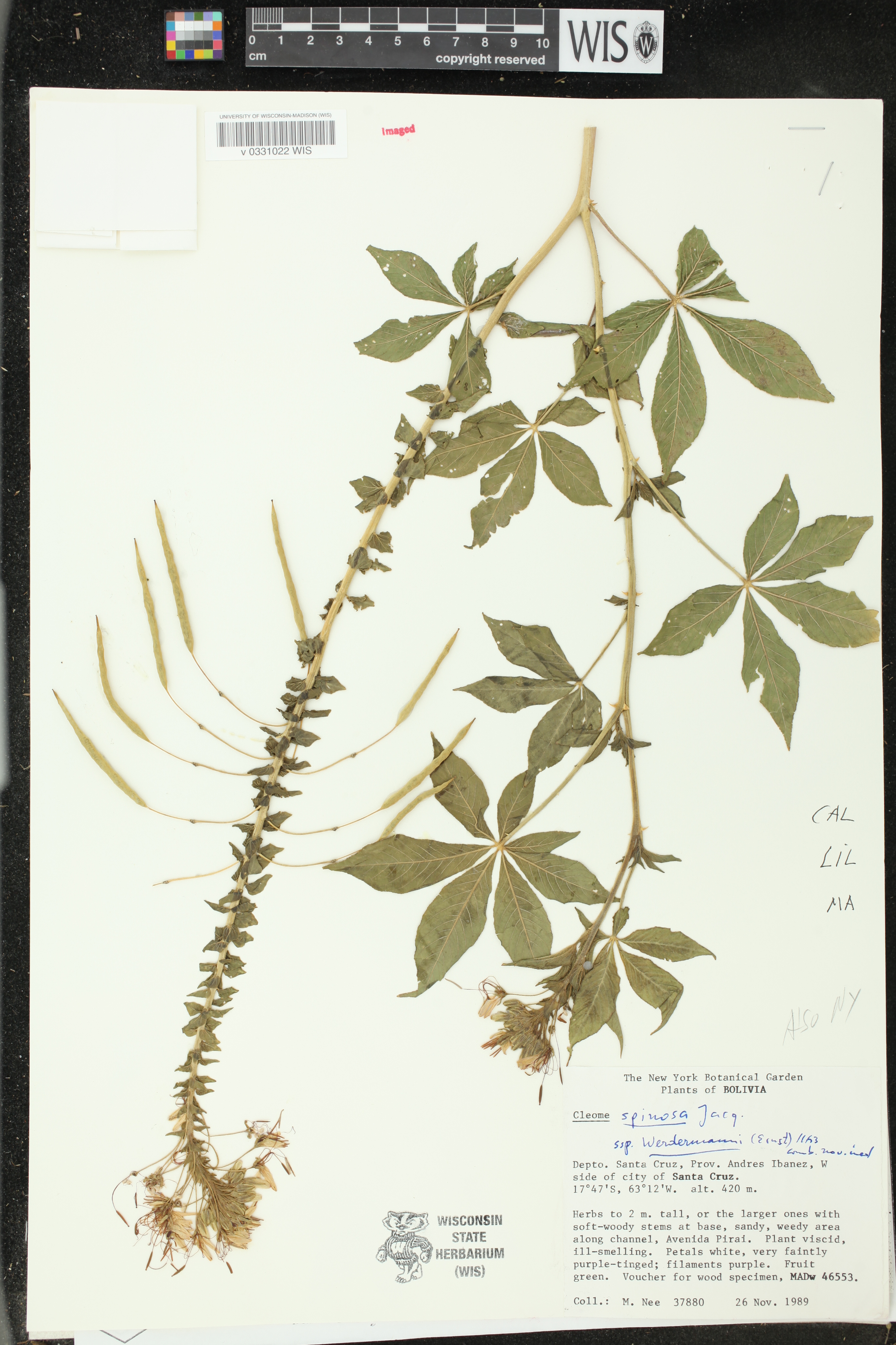 Cleome werdermannii image