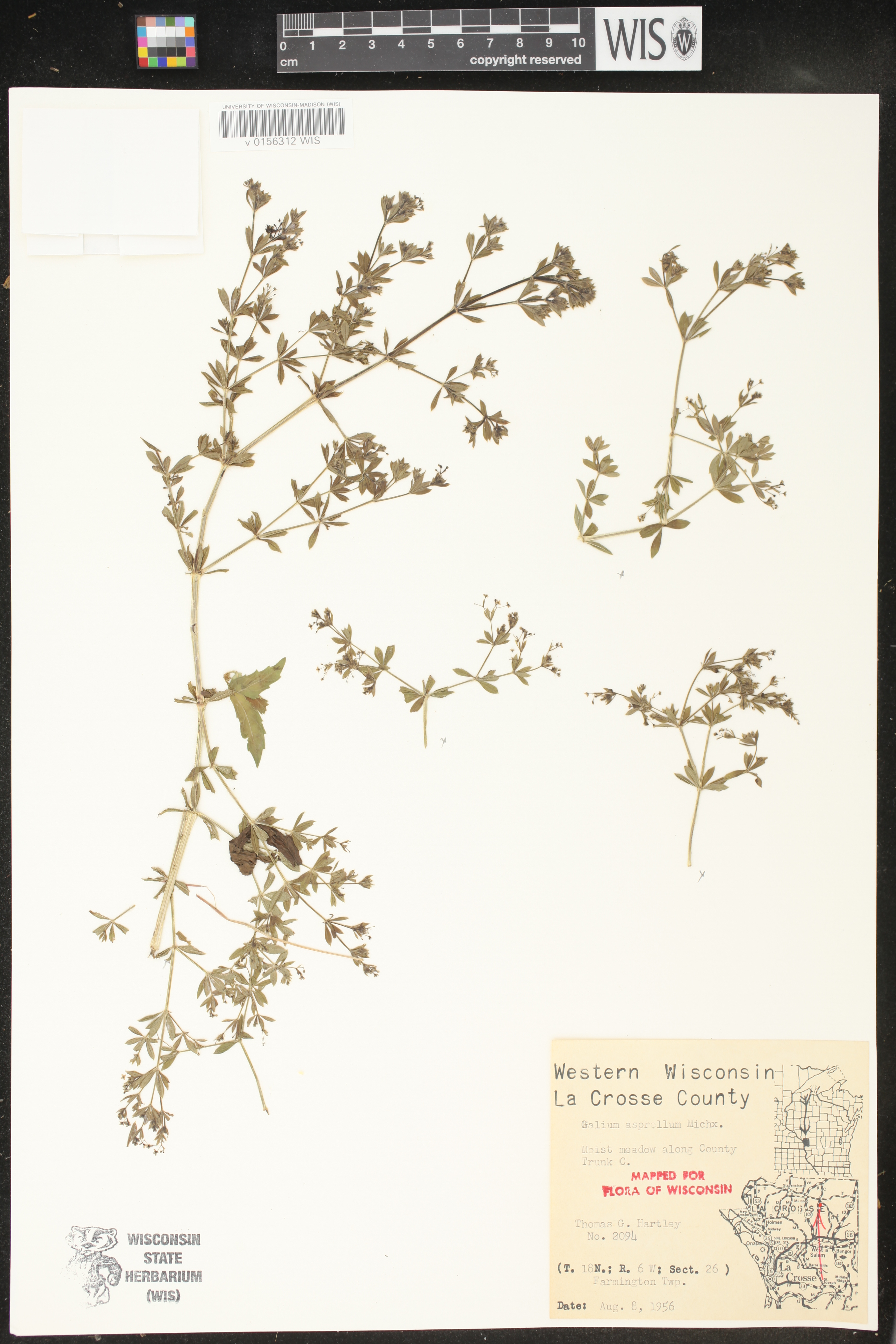 Galium asprellum image