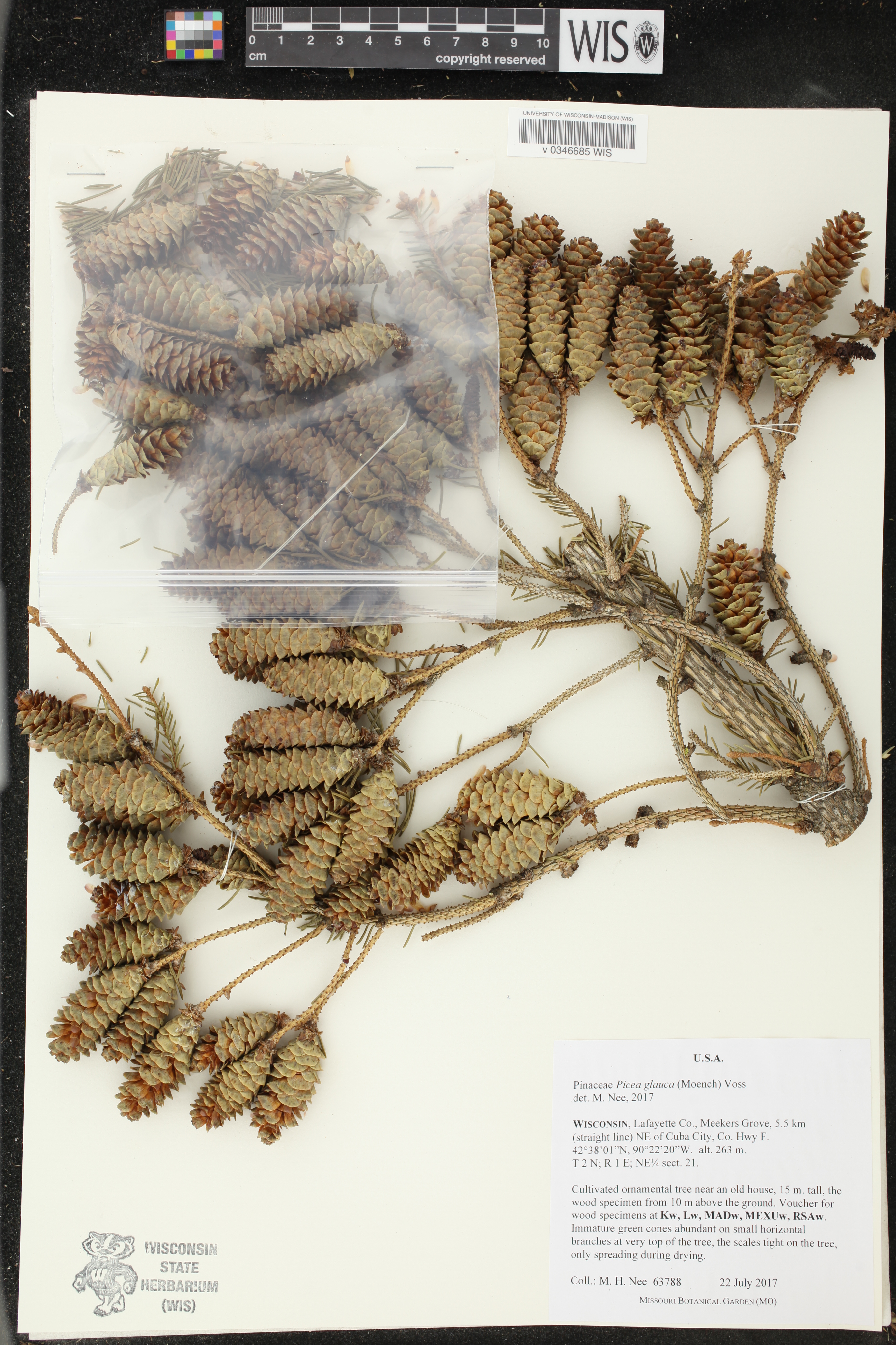 Picea glauca image