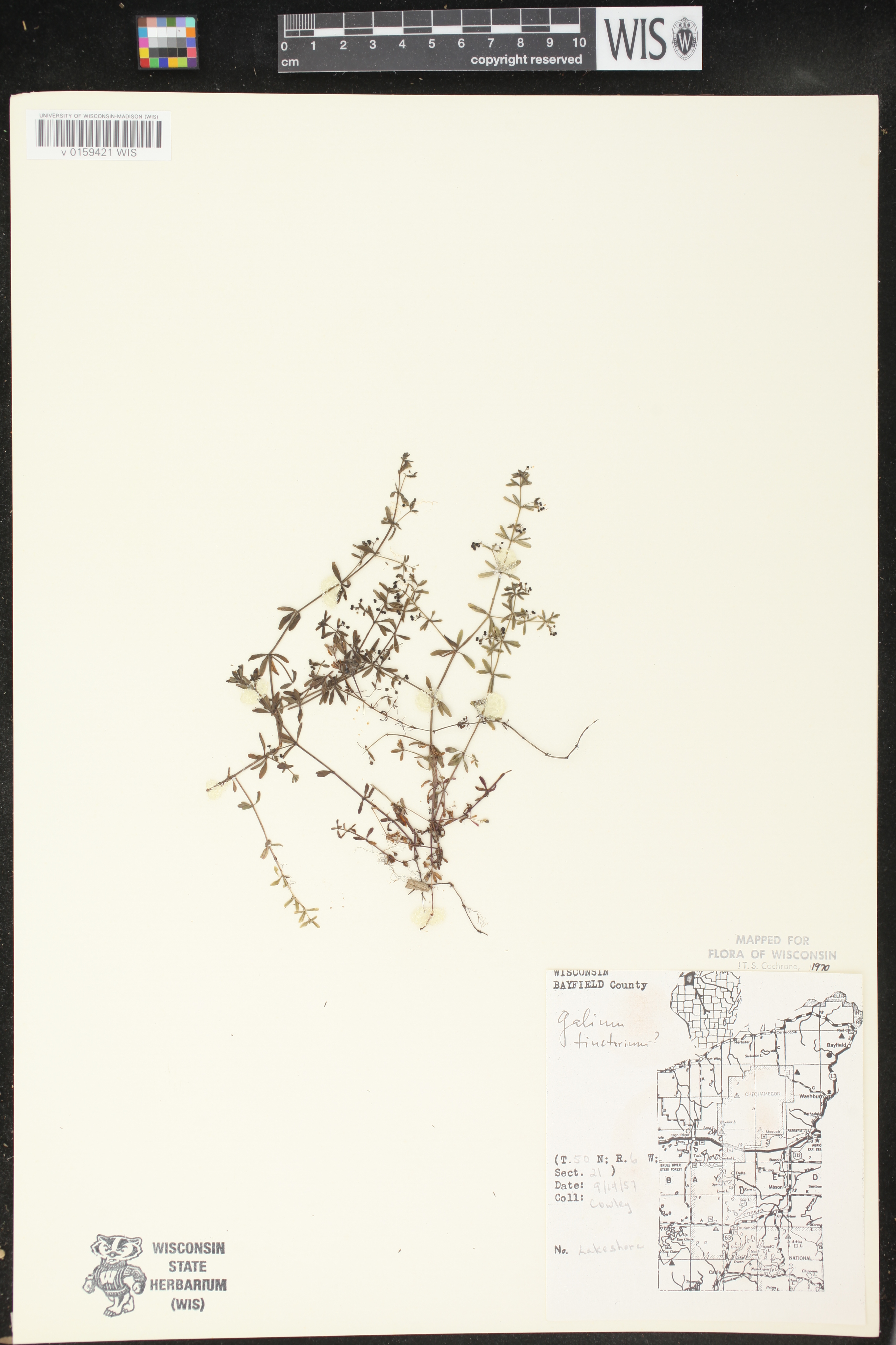 Galium tinctorium image