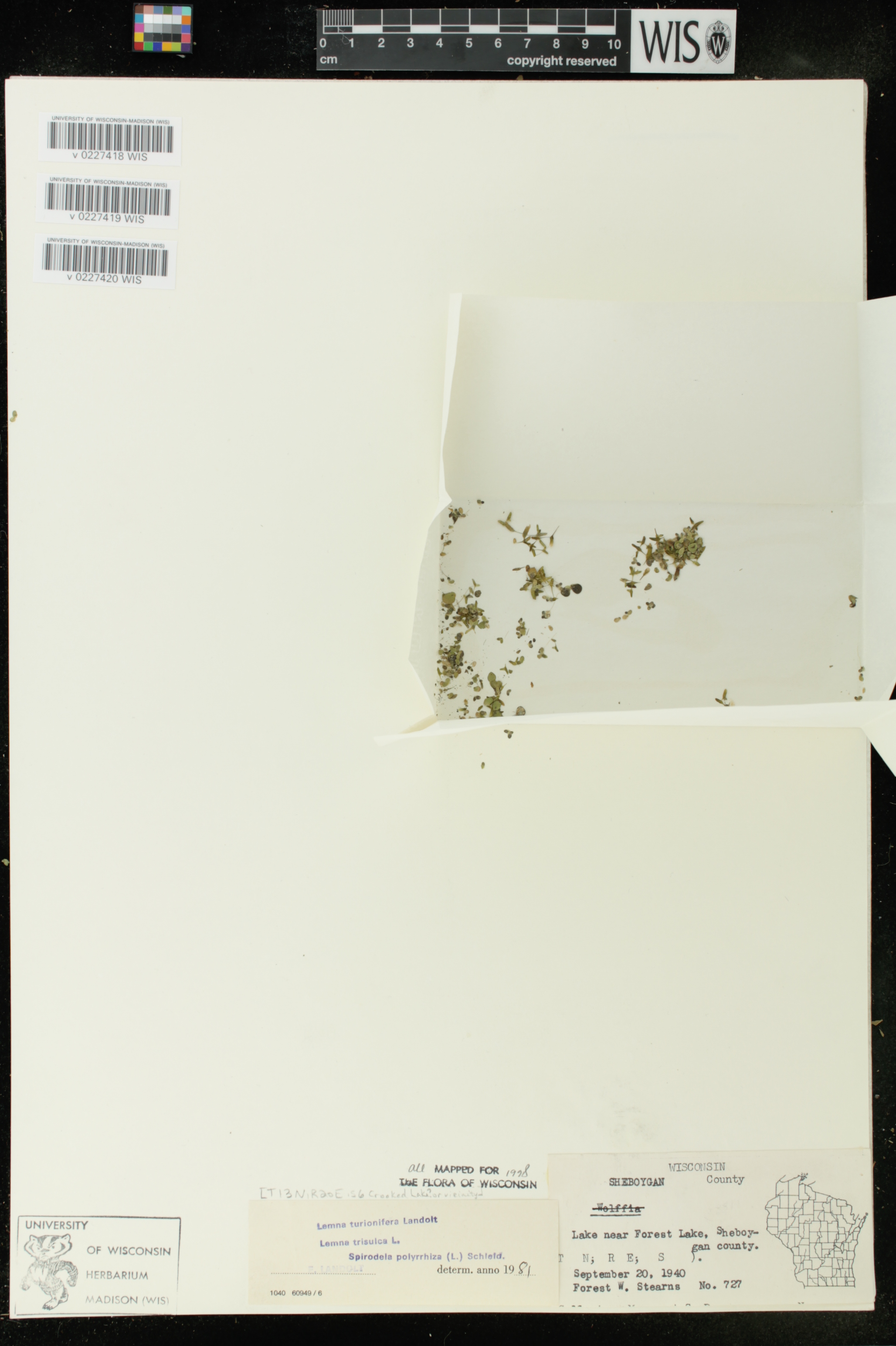 Lemna trisulca image