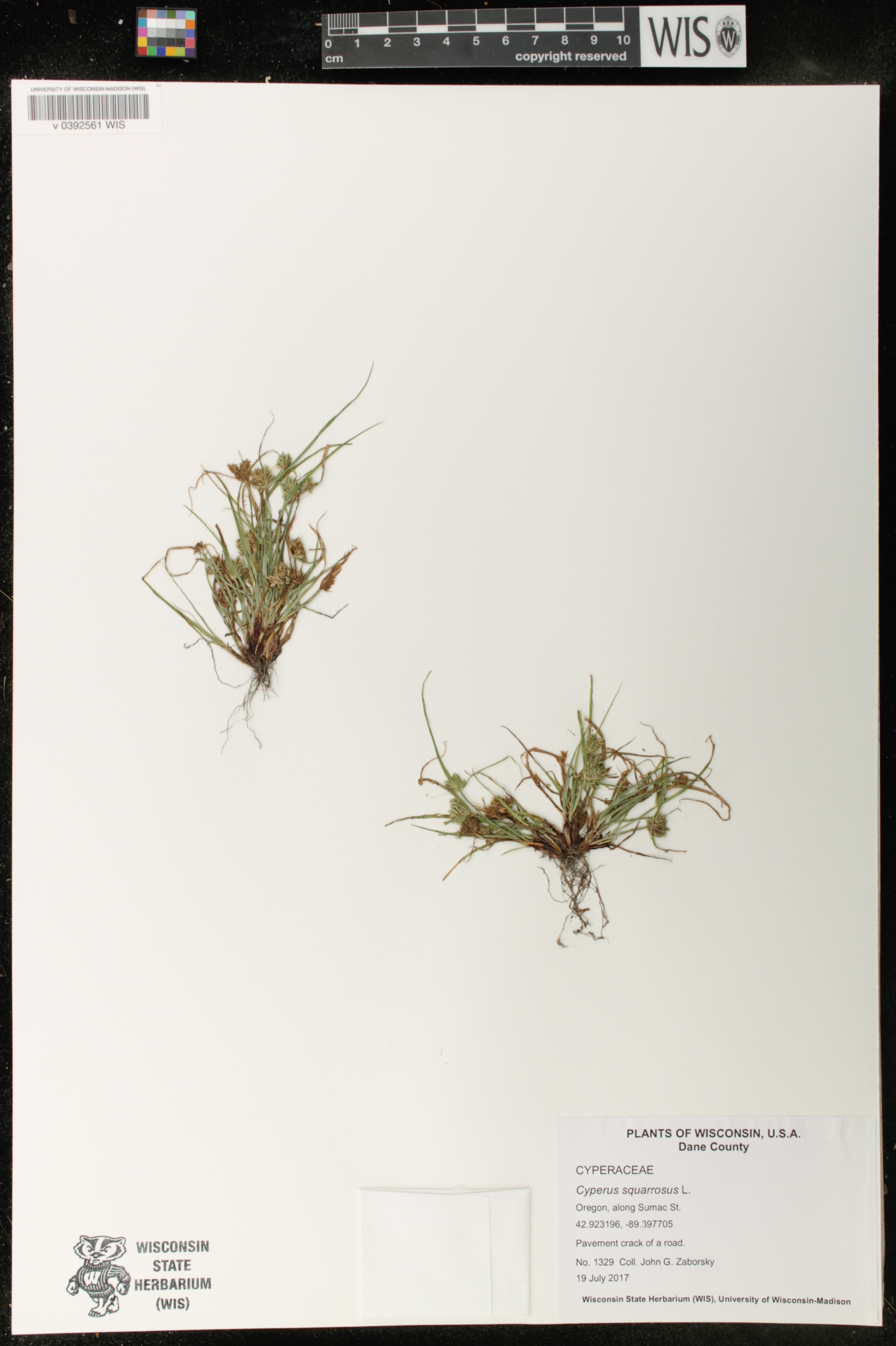 Cyperus squarrosus image