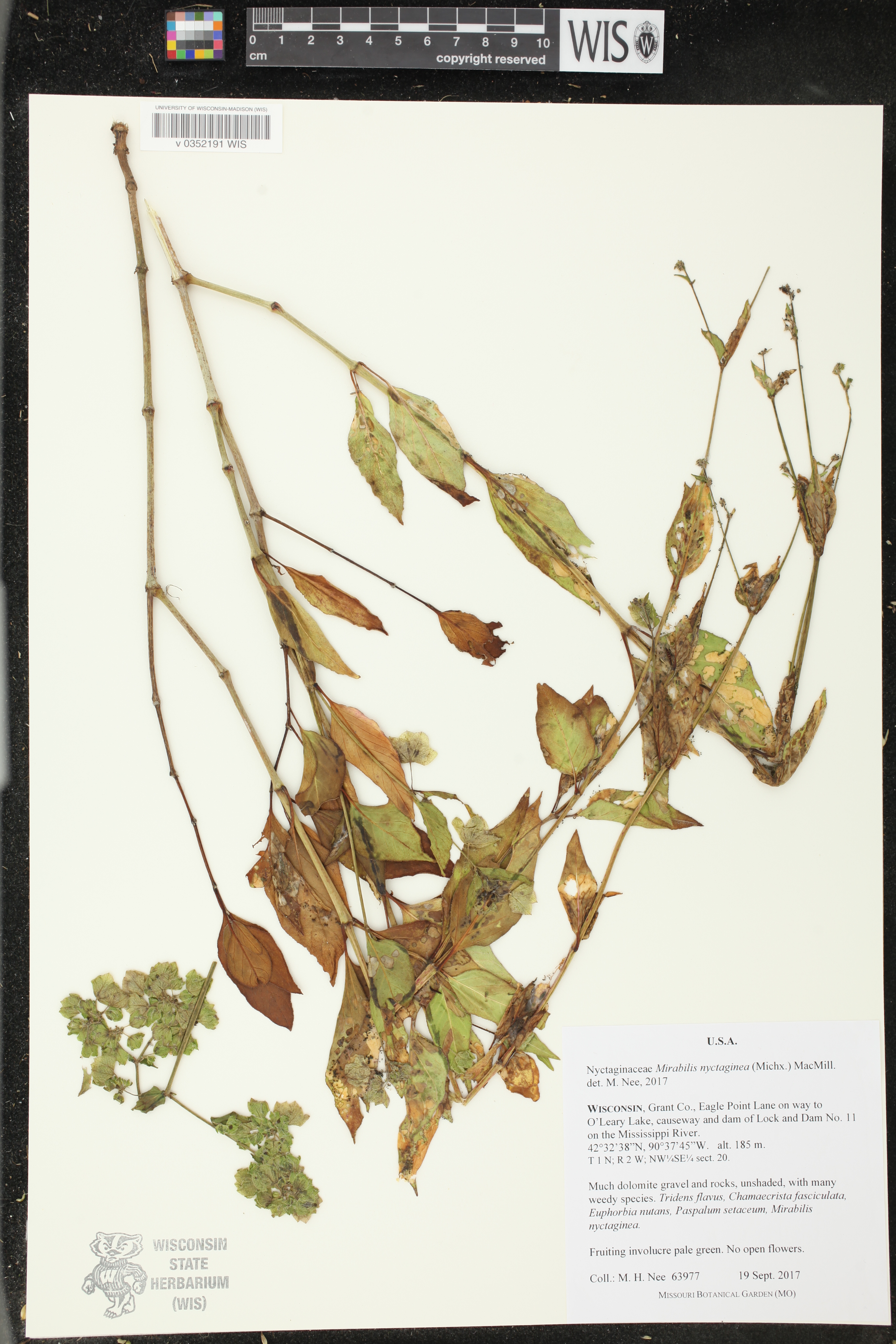 Mirabilis nyctaginea image