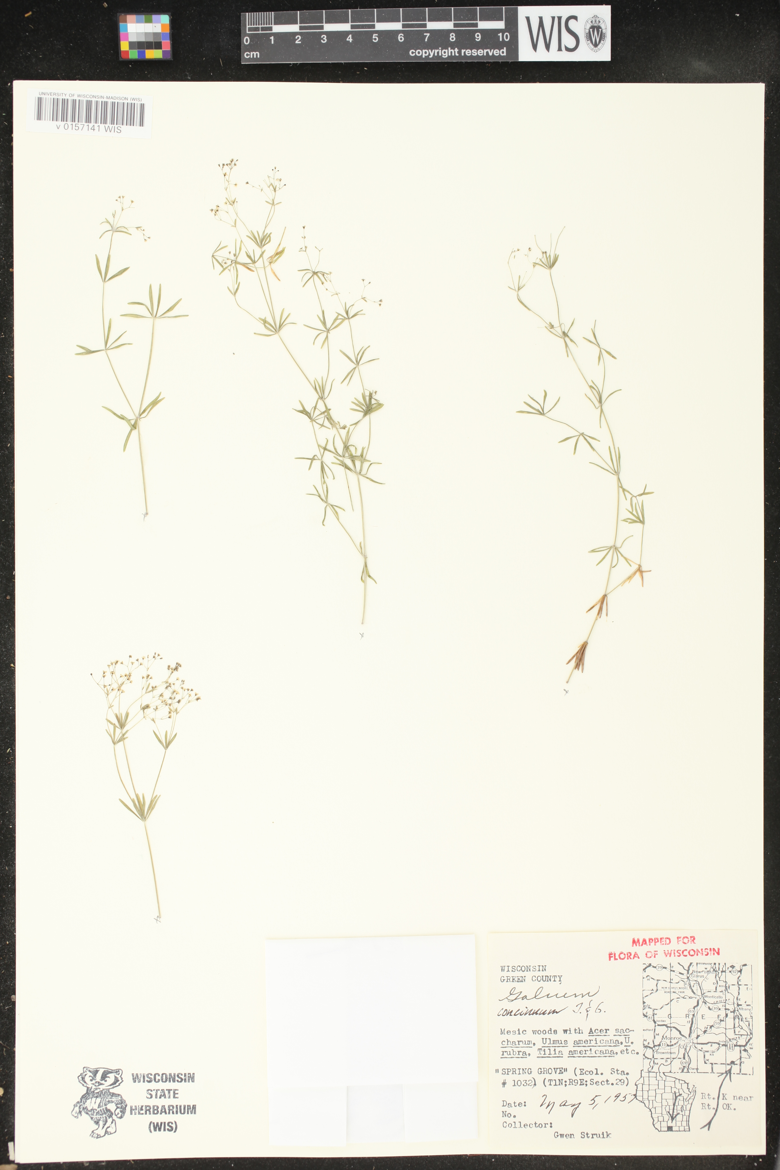 Galium concinnum image