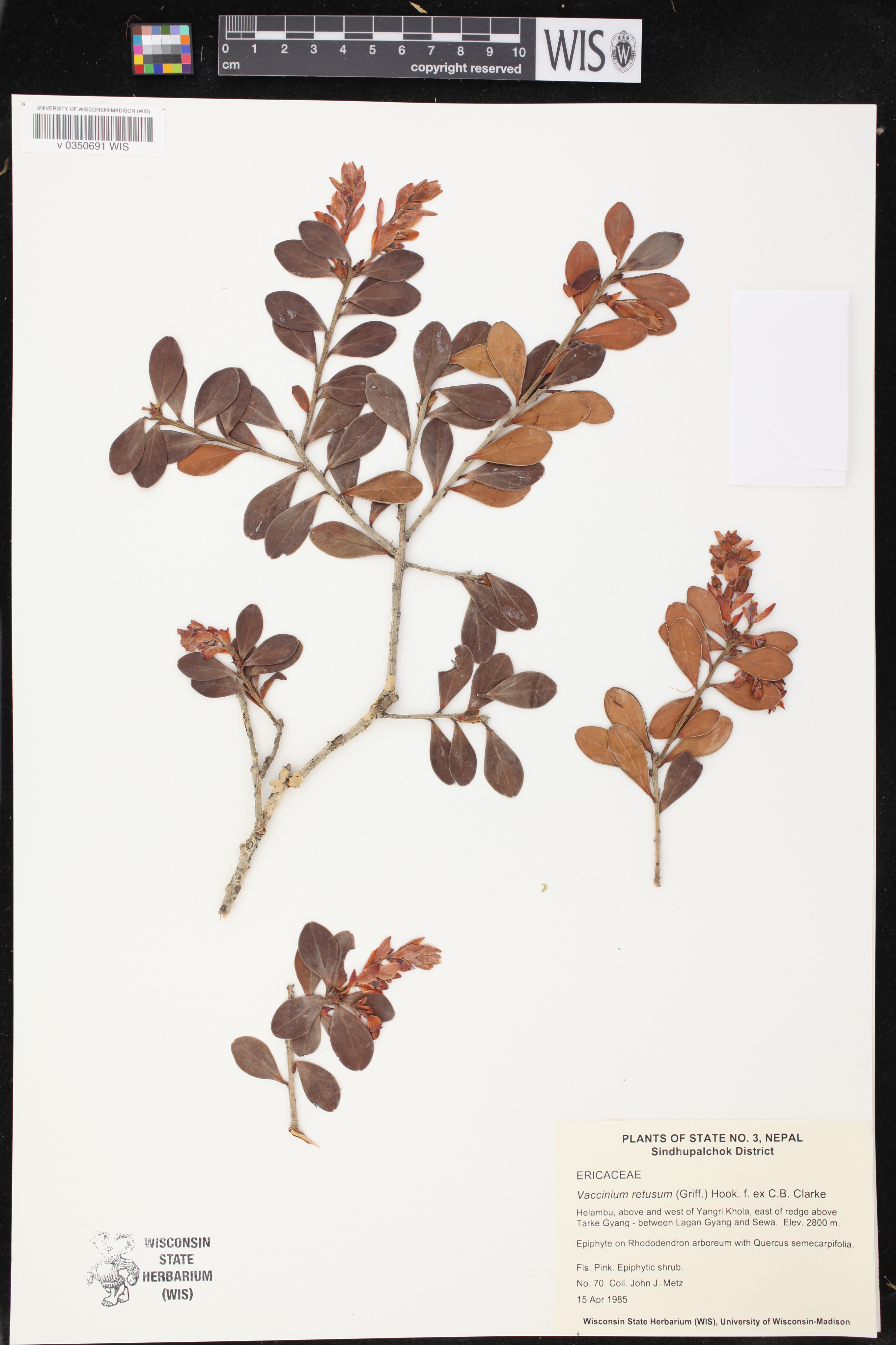 Vaccinium retusum image