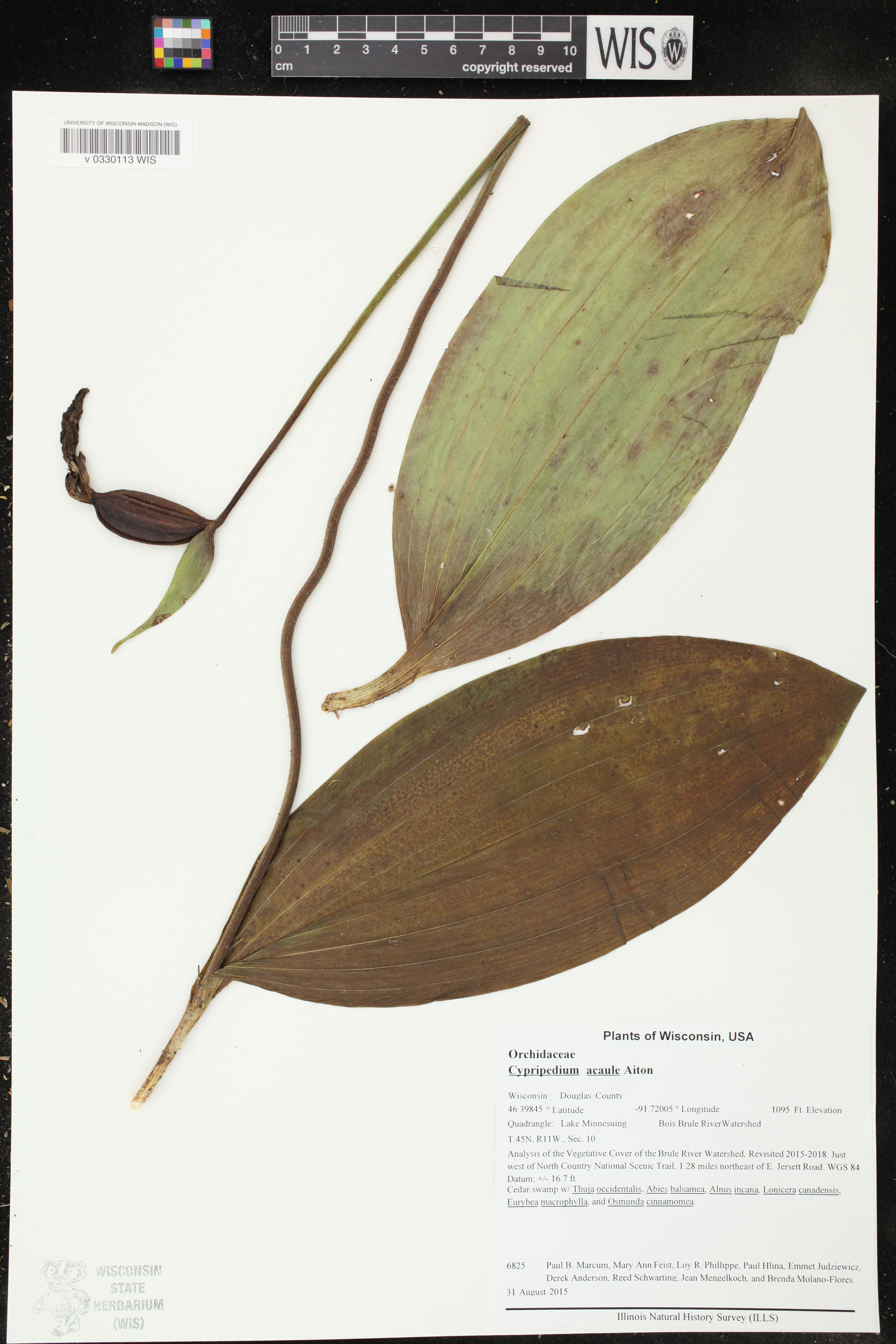 Cypripedium acaule image