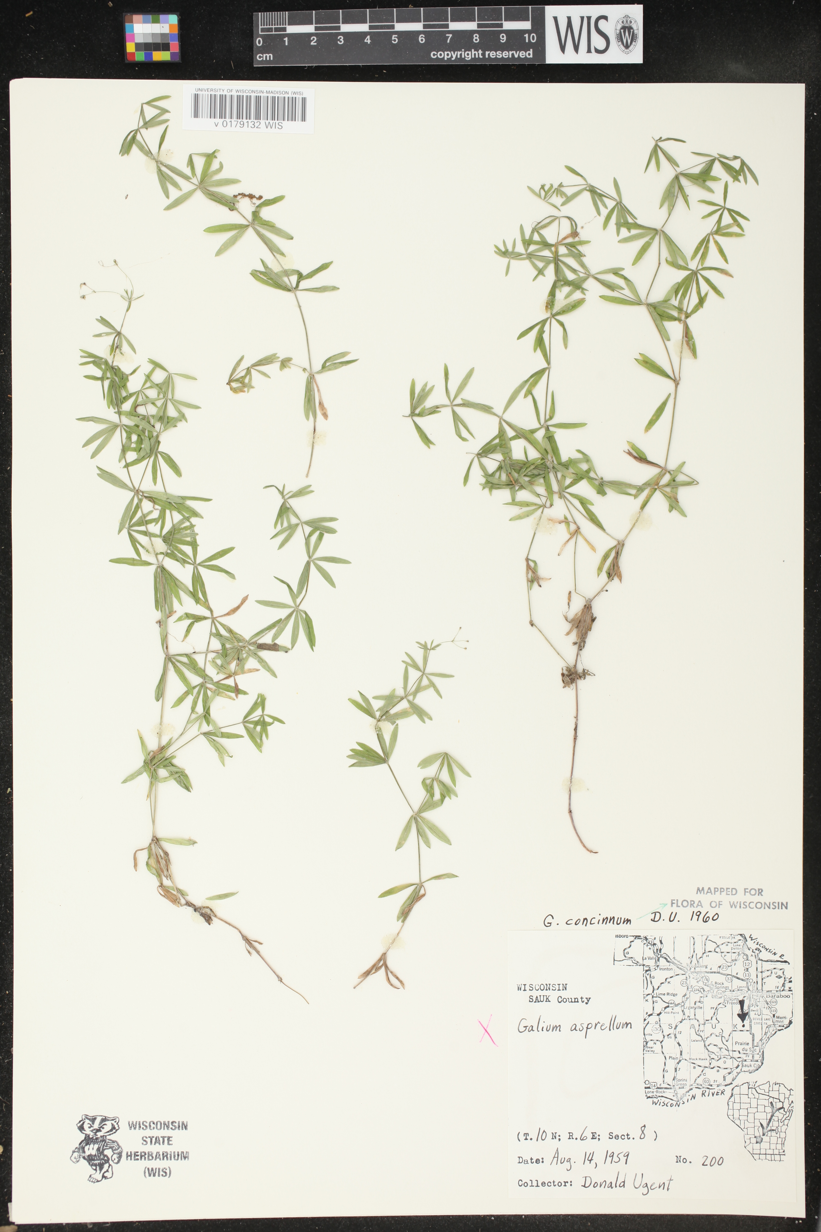 Galium concinnum image