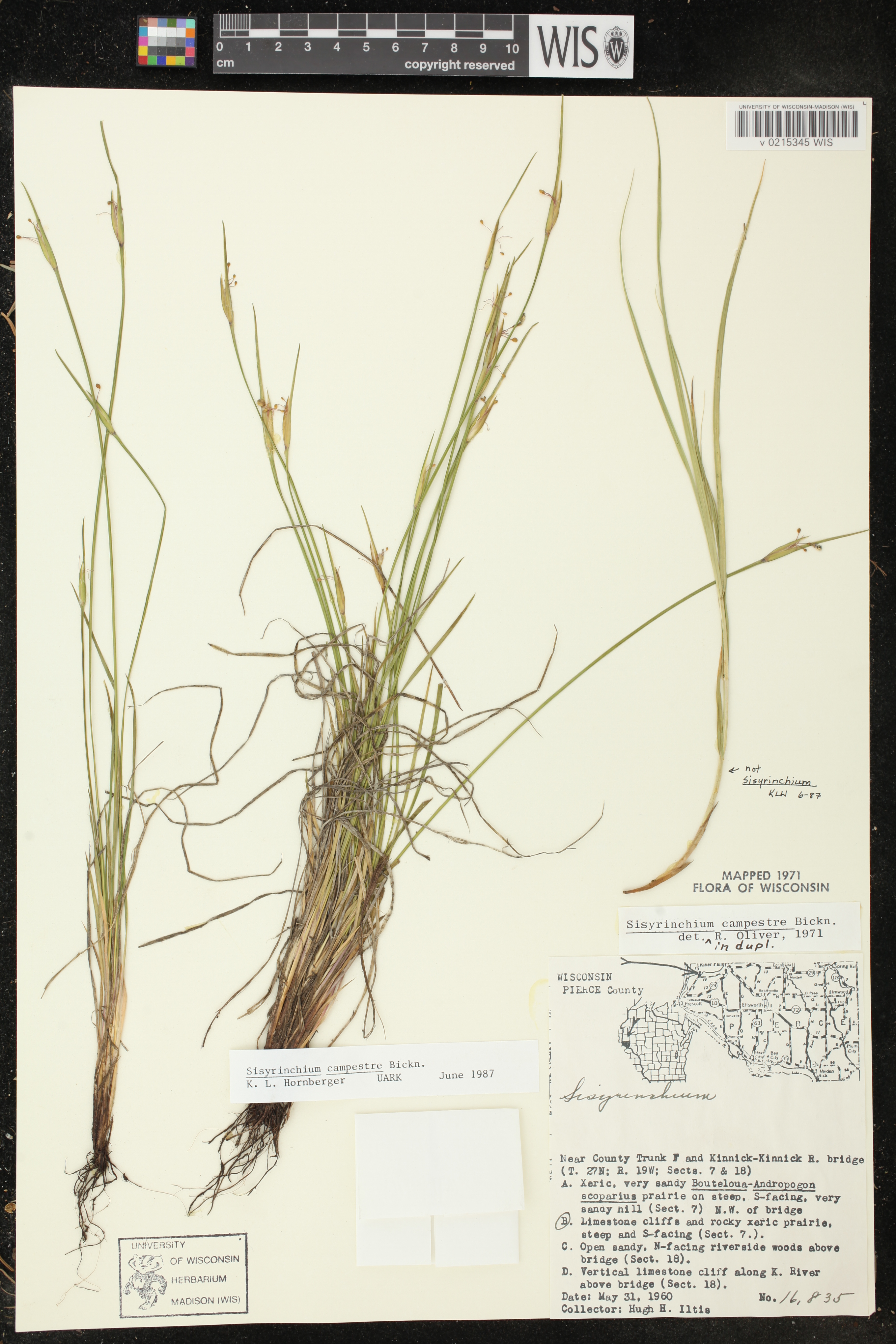 Sisyrinchium campestre image