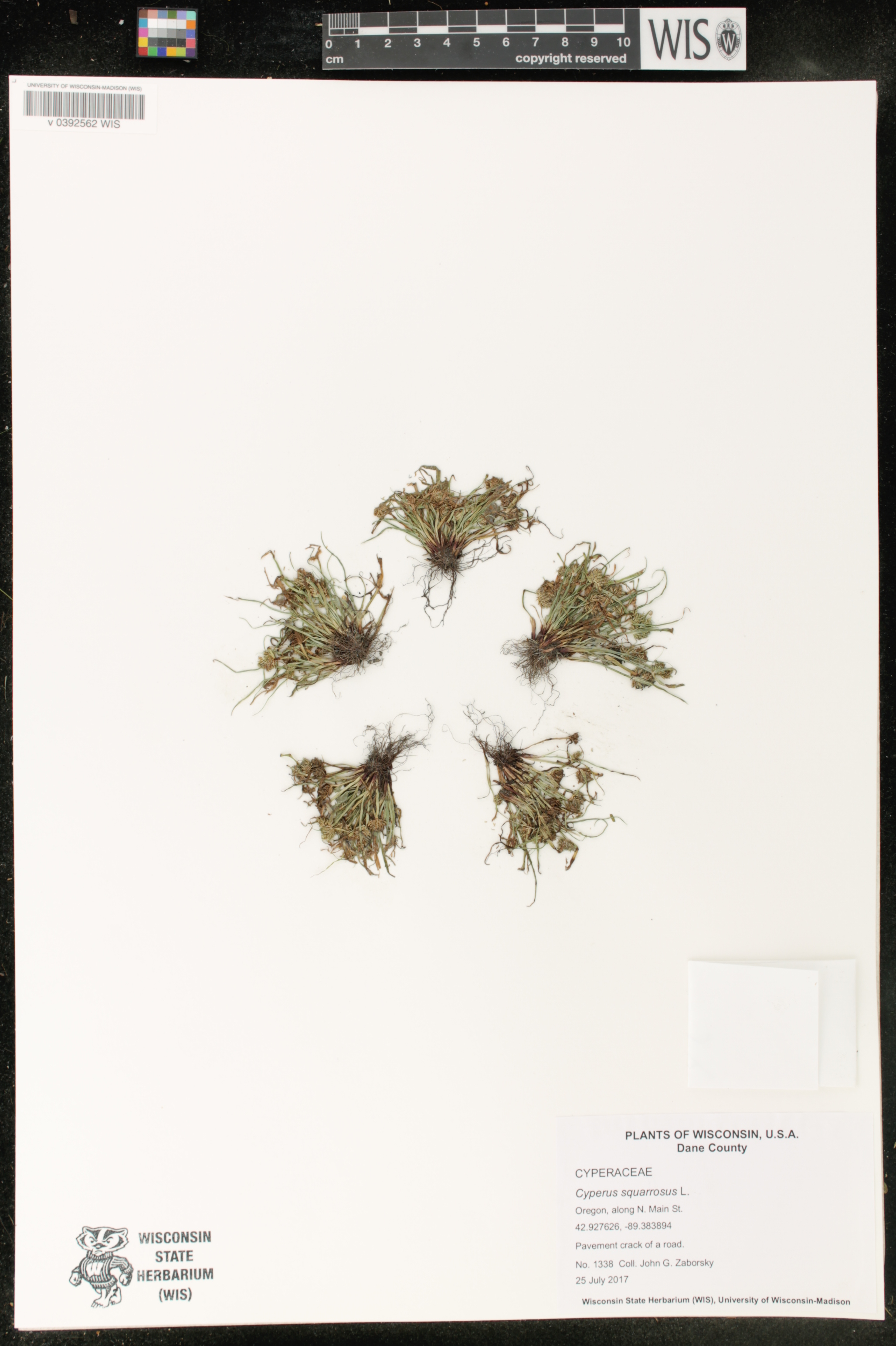 Cyperus squarrosus image