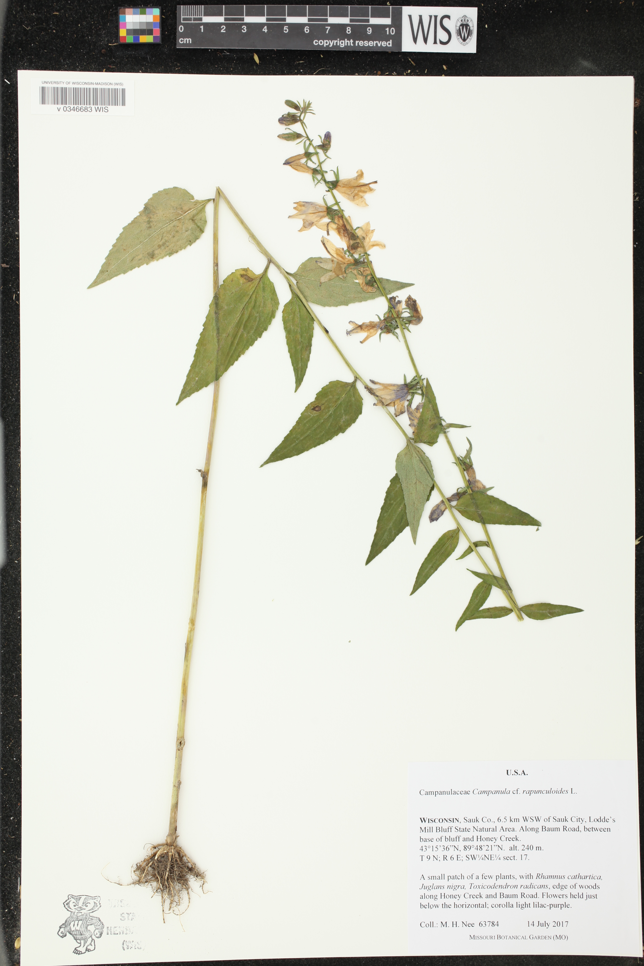 Campanula rapunculoides image