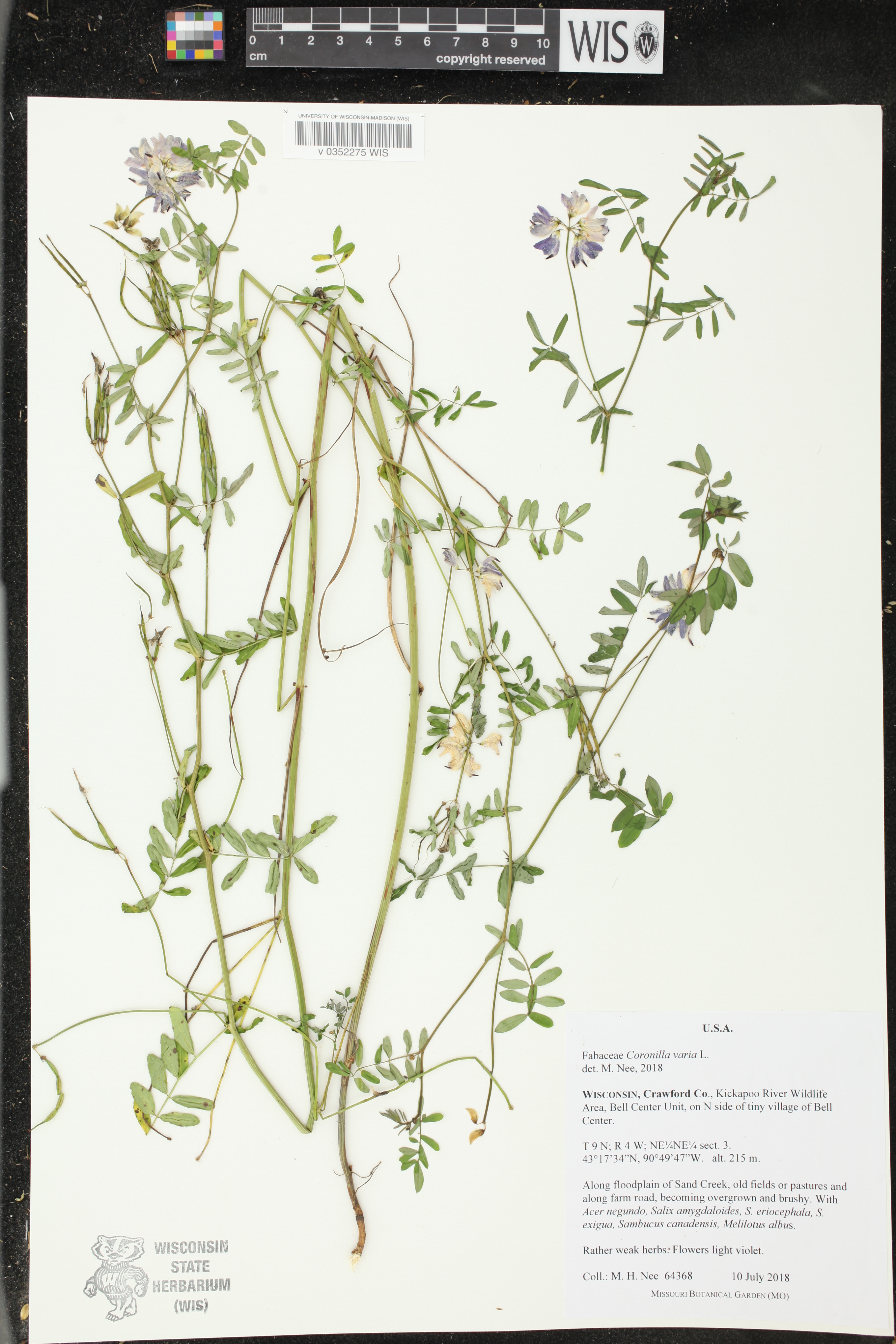 Securigera varia image