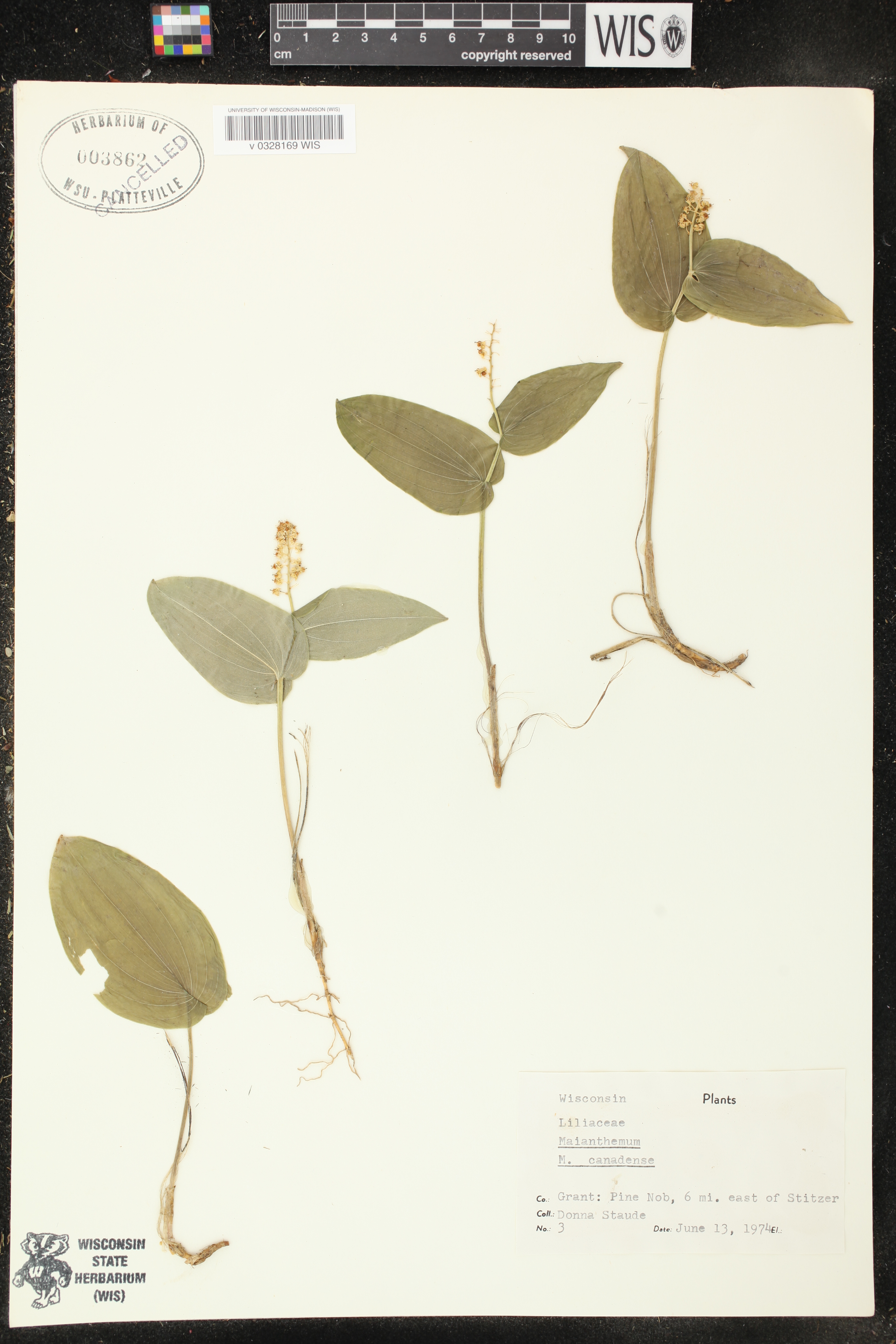Maianthemum canadense image