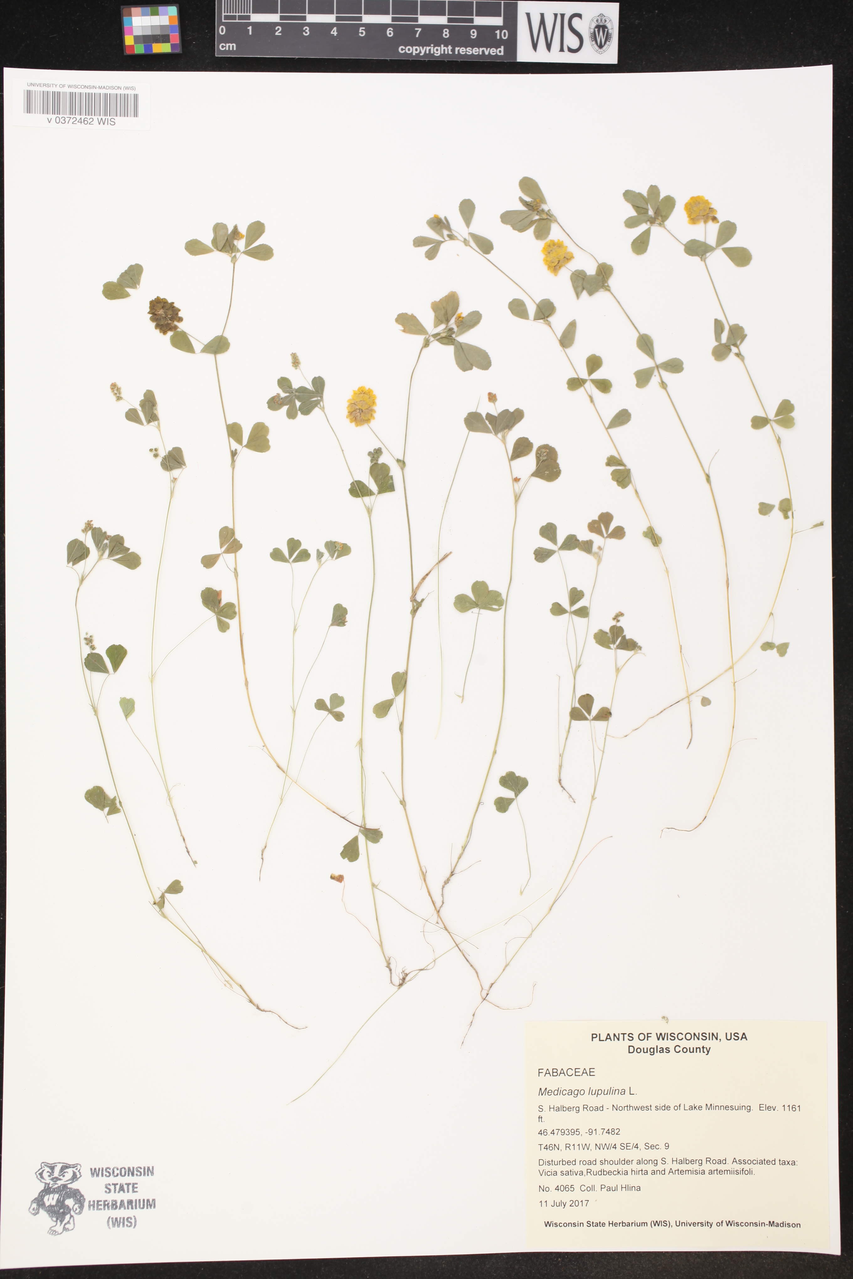 Trifolium campestre image