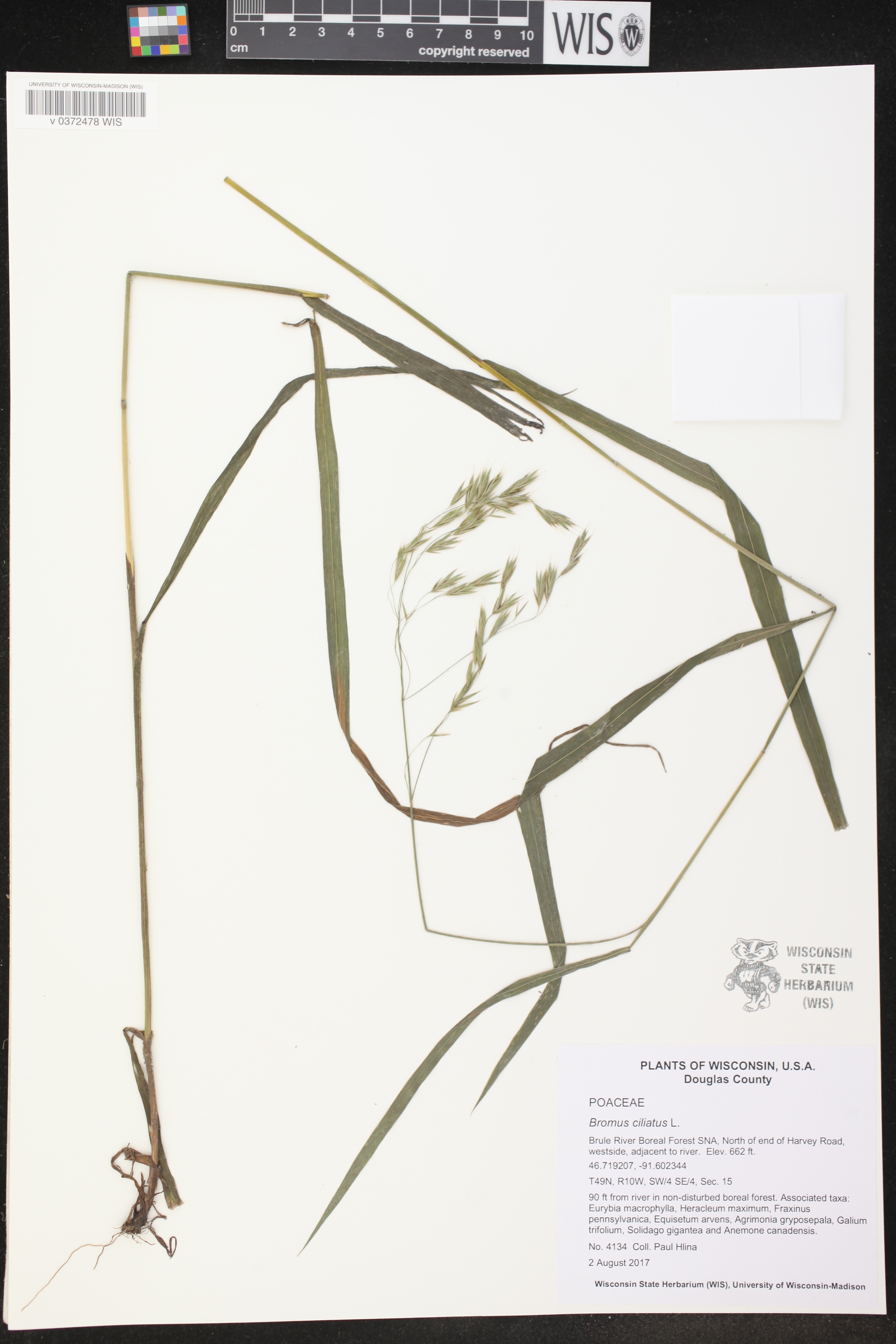 Bromus ciliatus image