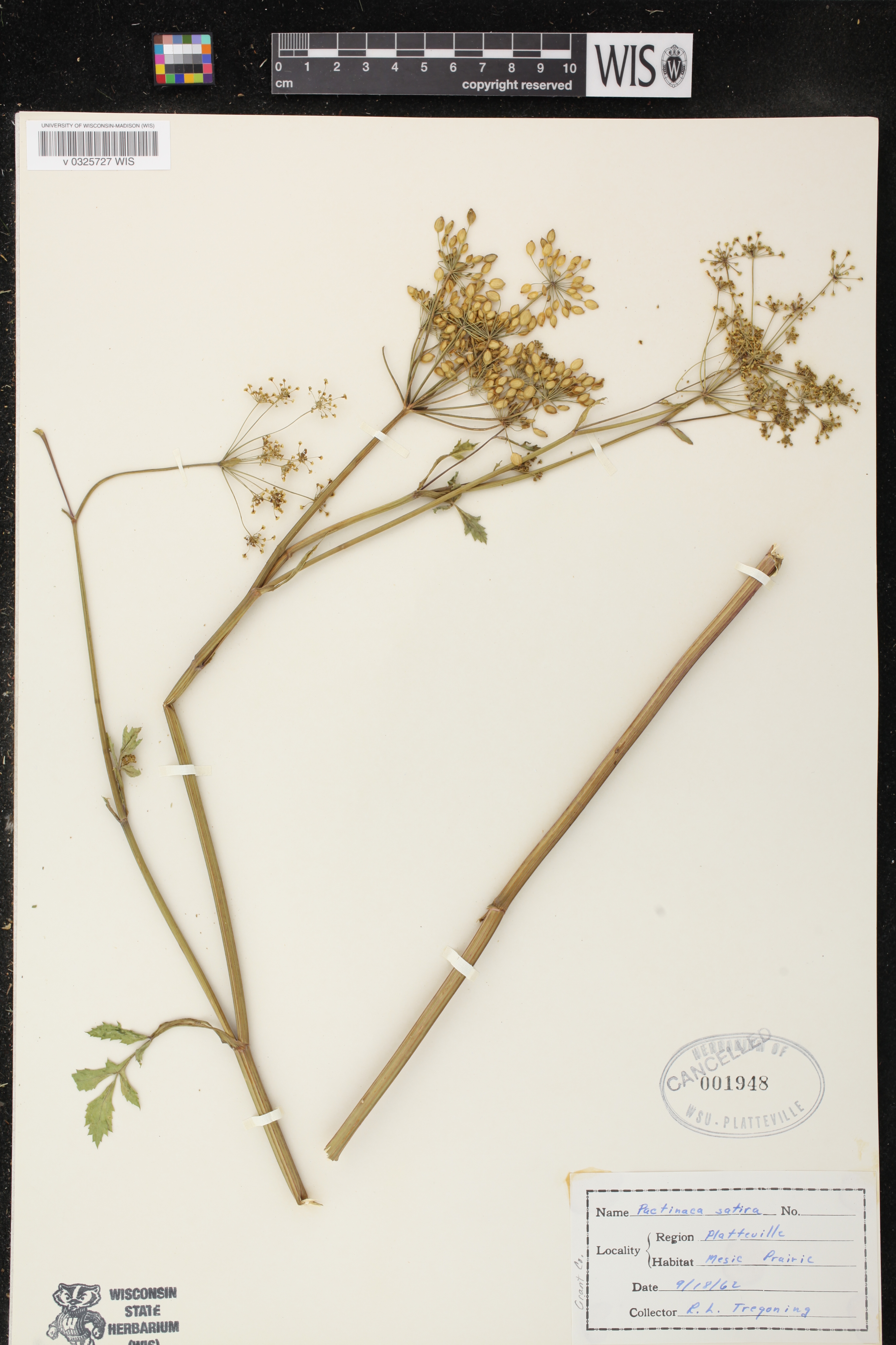 Pastinaca sativa image