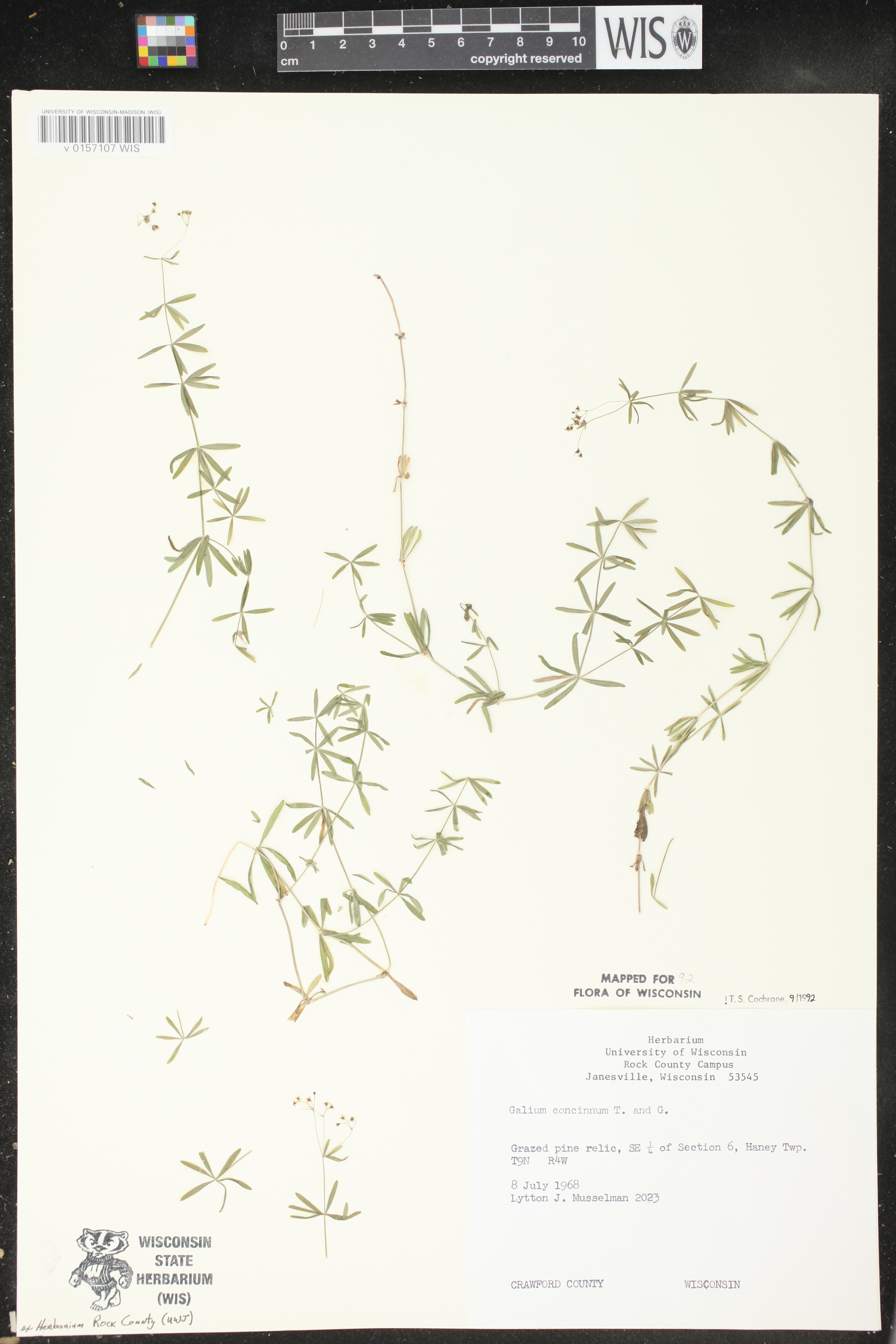 Galium concinnum image