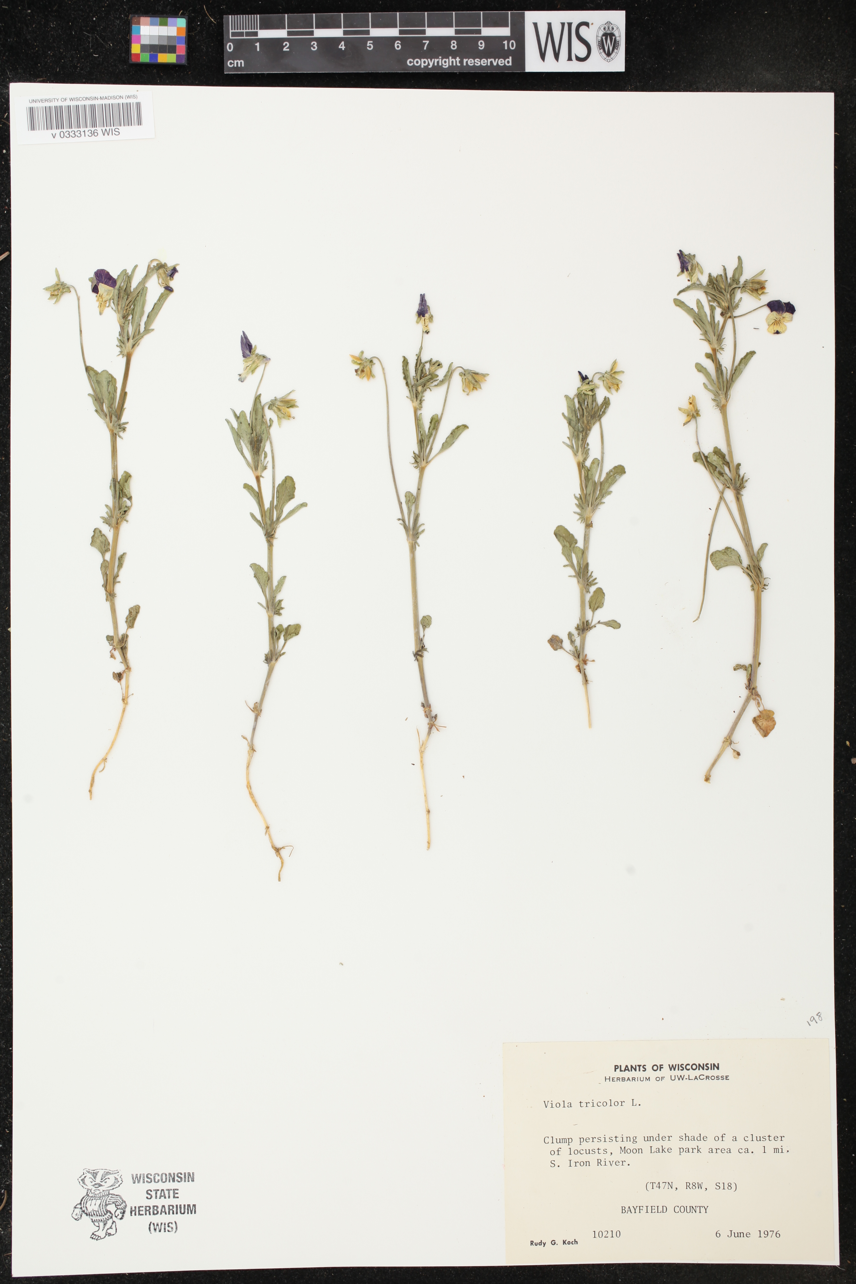 Viola tricolor image
